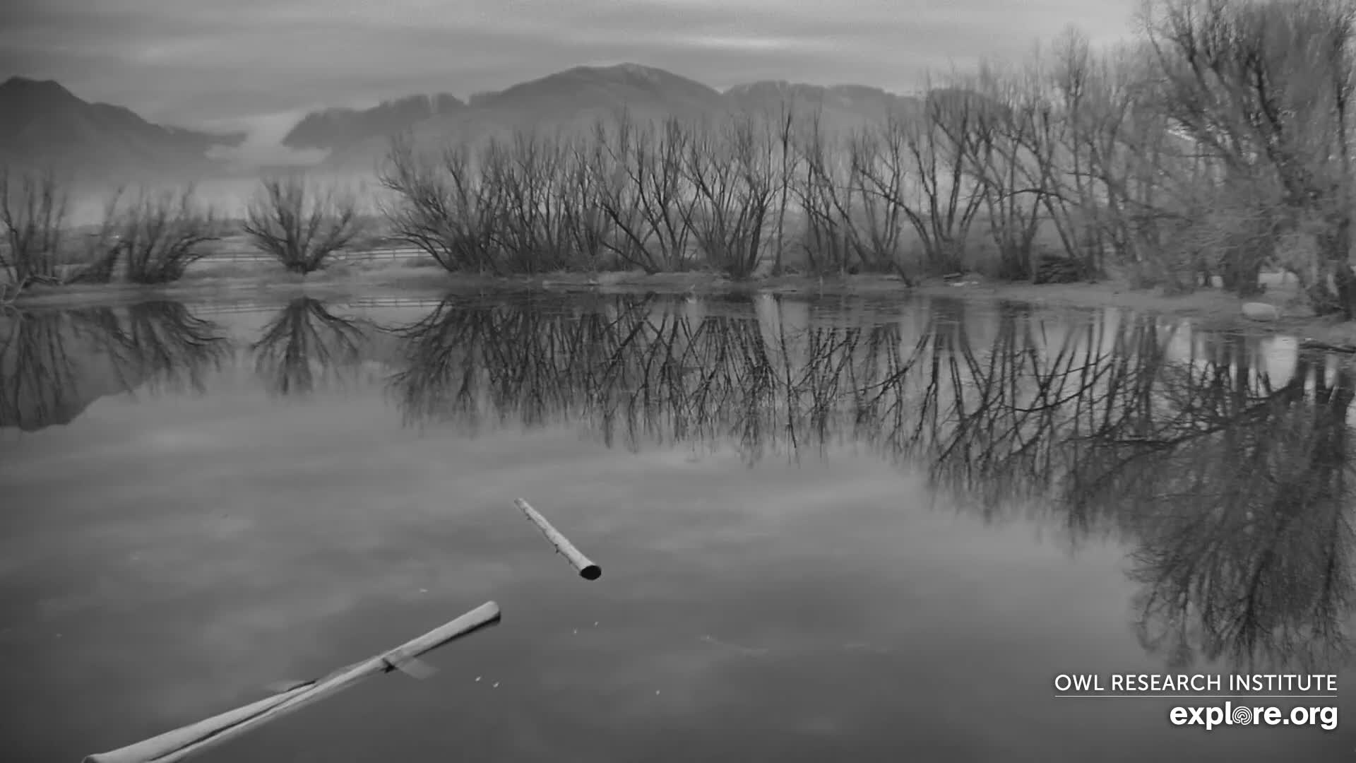 Mission Mountain Range & Mt Calowahcan View from Ninepipe Lodge Wildlife Refuge Live Cam - Charlo, Lake County, Montana, USA