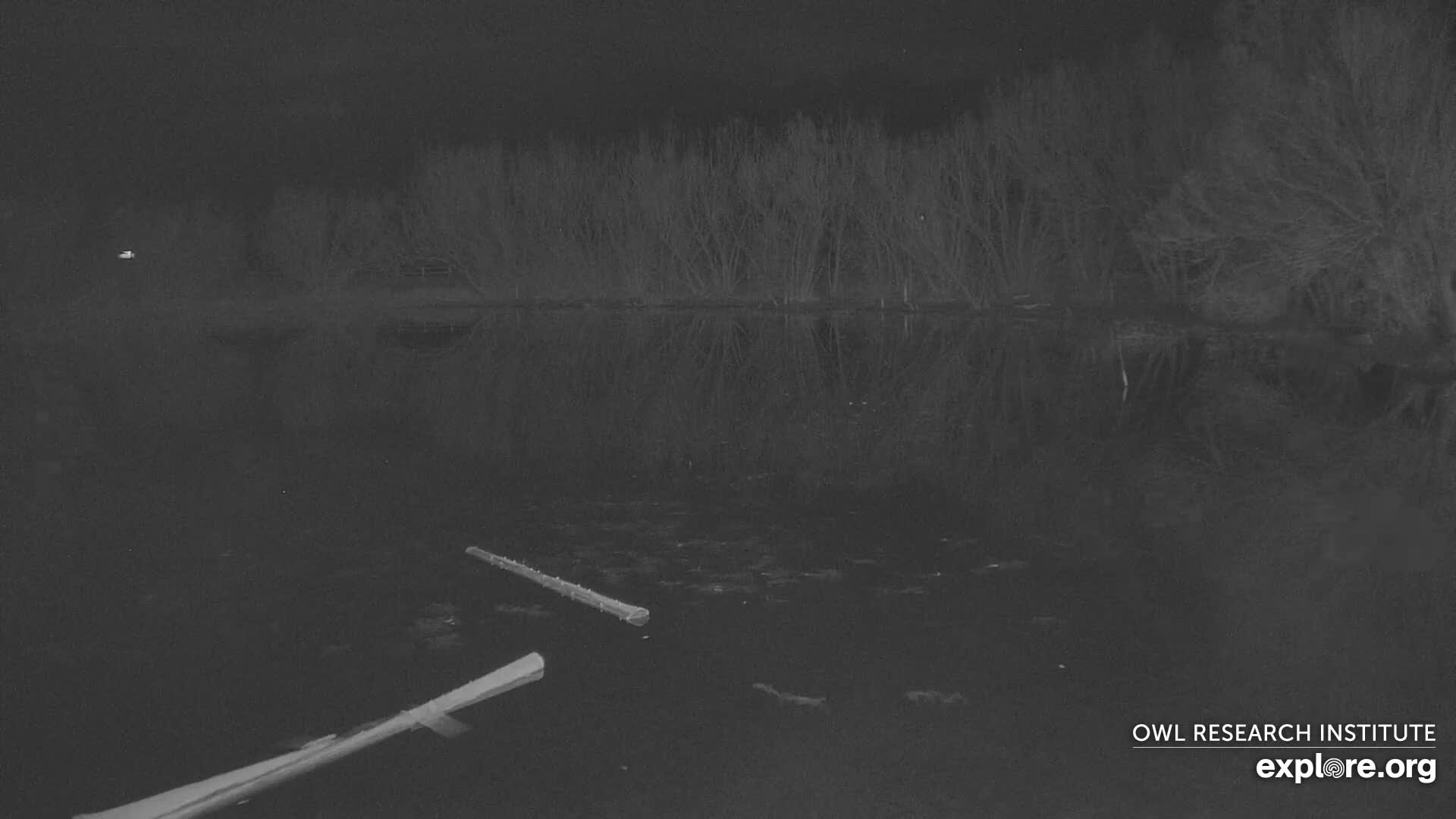 A dark, grayscale infrared image displays a calm body of water reflecting a distant bank of bare, skeletal trees, with several logs and debris floating on the surface under clear night conditions.