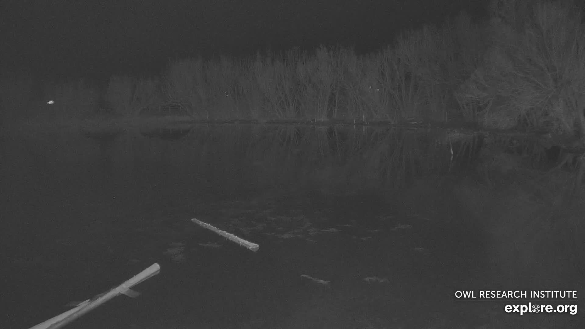 Mission Mountain Range & Mt Calowahcan View from Ninepipe Lodge Wildlife Refuge Live Cam - Charlo, Lake County, Montana, USA