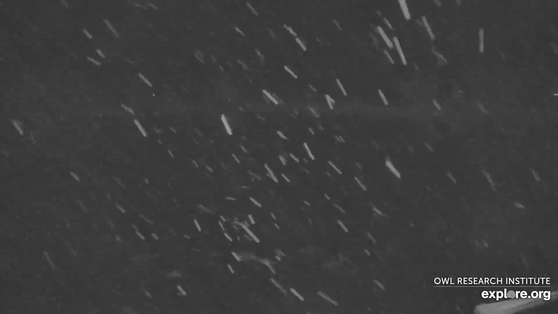 It is snowing at night in an outdoor scene, with numerous white, elongated streaks of precipitation visible against a dark, featureless background.