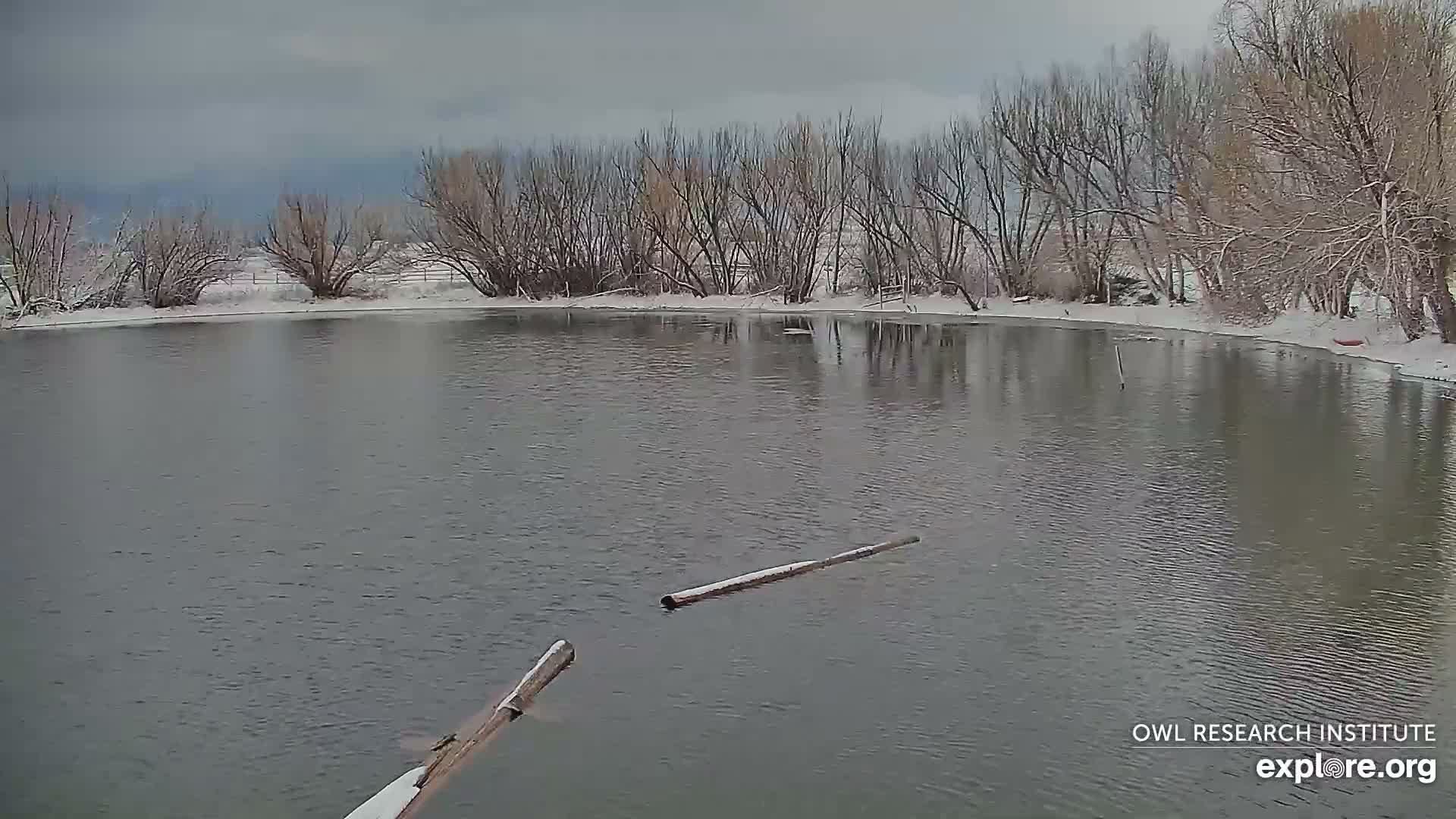 A tranquil winter scene depicts a body of water with two snow-dusted logs, bordered by snow-covered banks and bare trees under a cloudy, grey sky.