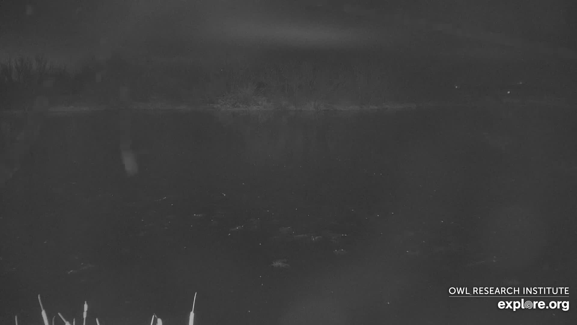 Mission Mountain Range & Mt Calowahcan View from Ninepipe Lodge Wildlife Refuge Live Cam - Charlo, Lake County, Montana, USA