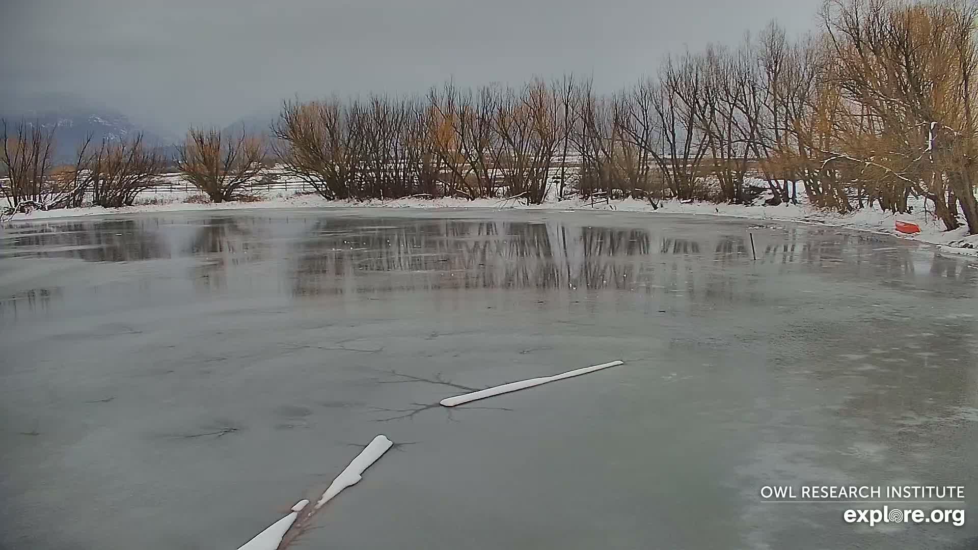 Mission Mountain Range & Mt Calowahcan View from Ninepipe Lodge Wildlife Refuge Live Cam - Charlo, Lake County, Montana, USA