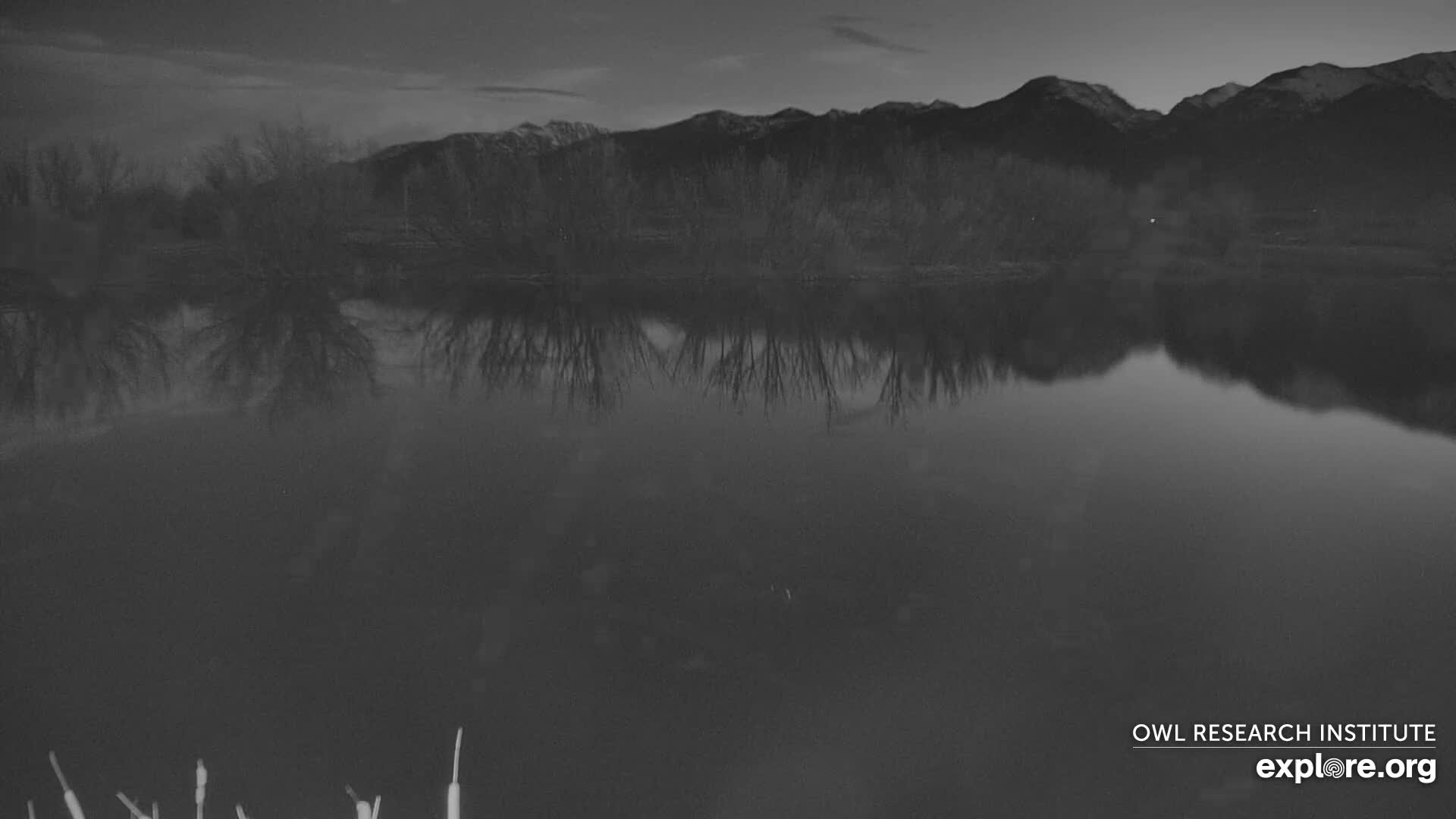 A dark and overcast nighttime scene depicts a body of water with a faint distant shore and sparse reeds visible in the foreground.