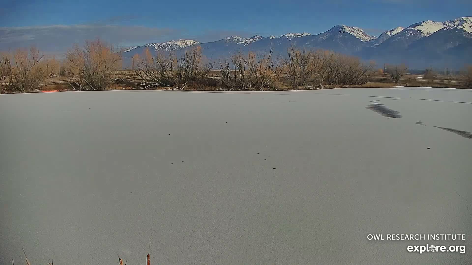 Mission Mountain Range & Mt Calowahcan View from Ninepipe Lodge Wildlife Refuge Live Cam - Charlo, Lake County, Montana, USA