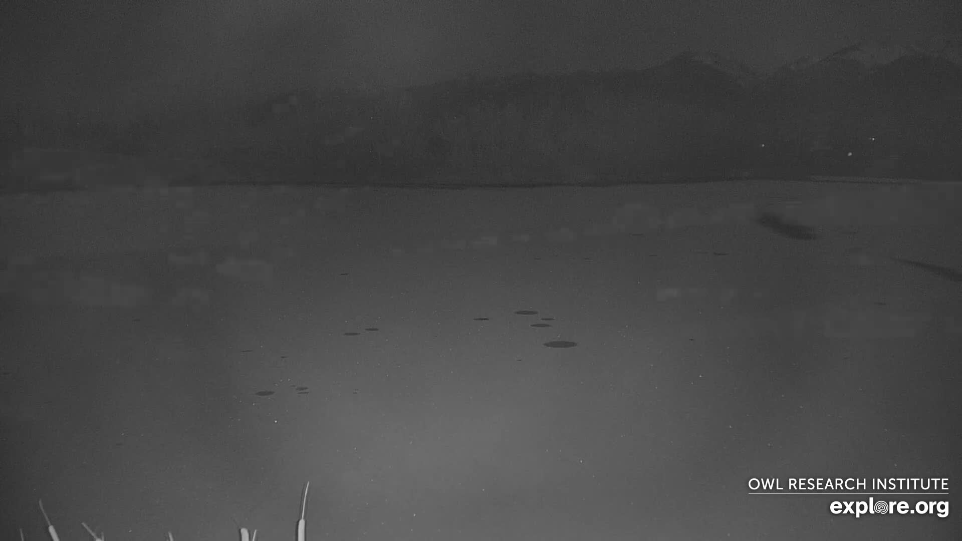 Mission Mountain Range & Mt Calowahcan View from Ninepipe Lodge Wildlife Refuge Live Cam - Charlo, Lake County, Montana, USA