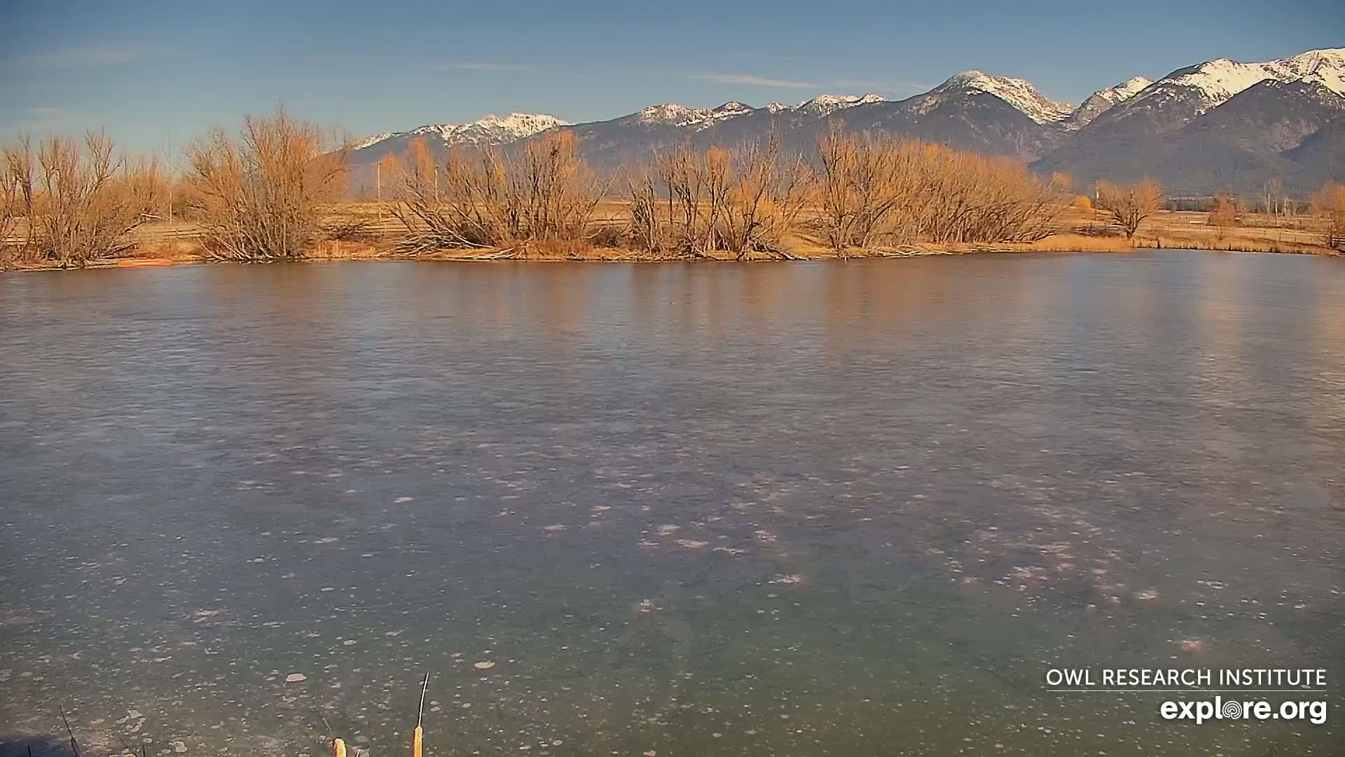 Mission Mountain Range & Mt Calowahcan View from Ninepipe Lodge Wildlife Refuge Live Cam - Charlo, Lake County, Montana, USA