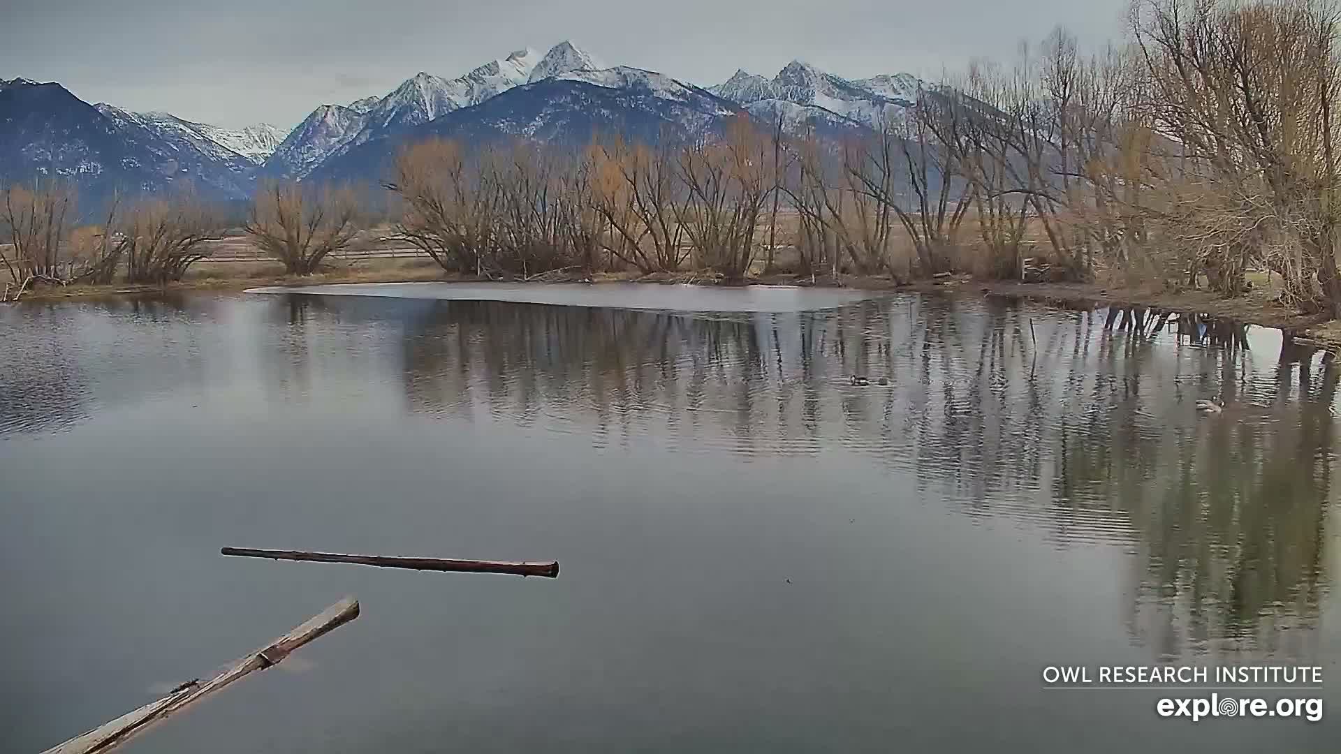 Mission Mountain Range & Mt Calowahcan View from Ninepipe Lodge Wildlife Refuge Live Cam - Charlo, Lake County, Montana, USA