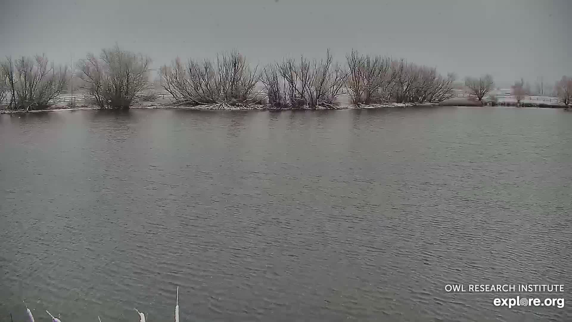 Mission Mountain Range & Mt Calowahcan View from Ninepipe Lodge Wildlife Refuge Live Cam - Charlo, Lake County, Montana, USA