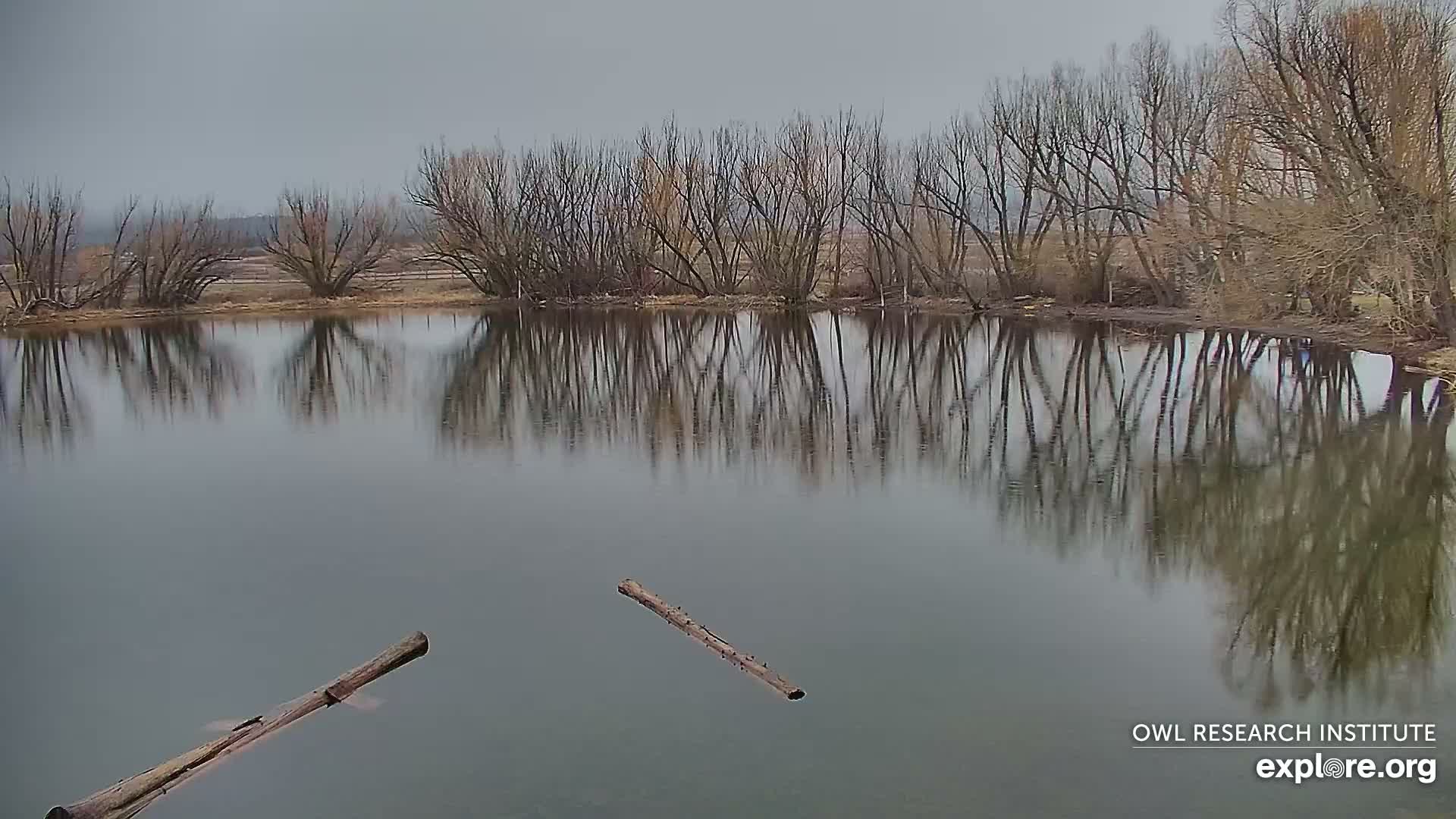 Mission Mountain Range & Mt Calowahcan View from Ninepipe Lodge Wildlife Refuge Live Cam - Charlo, Lake County, Montana, USA