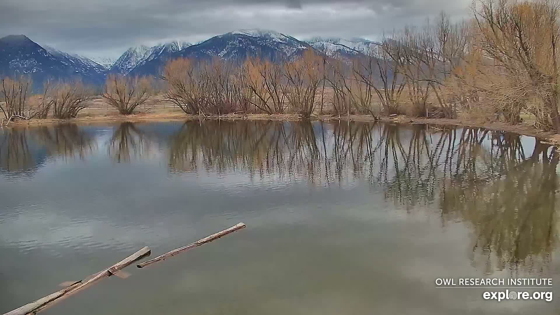 Mission Mountain Range & Mt Calowahcan View from Ninepipe Lodge Wildlife Refuge Live Cam - Charlo, Lake County, Montana, USA