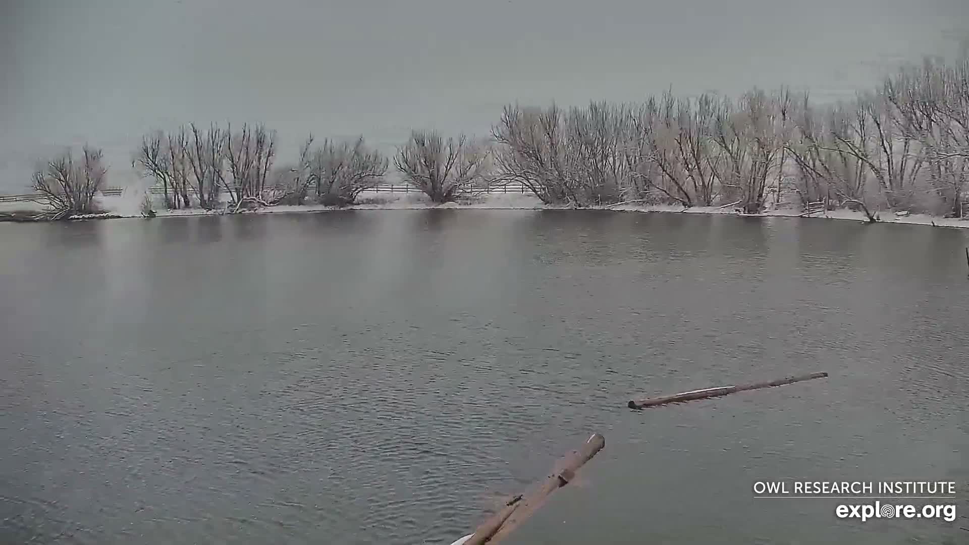 Mission Mountain Range & Mt Calowahcan View from Ninepipe Lodge Wildlife Refuge Live Cam - Charlo, Lake County, Montana, USA