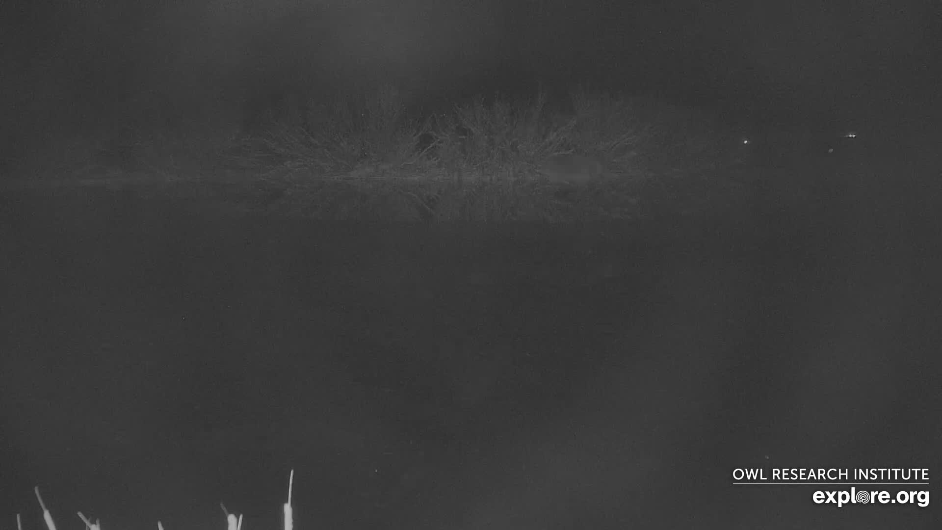 Mission Mountain Range & Mt Calowahcan View from Ninepipe Lodge Wildlife Refuge Live Cam - Charlo, Lake County, Montana, USA