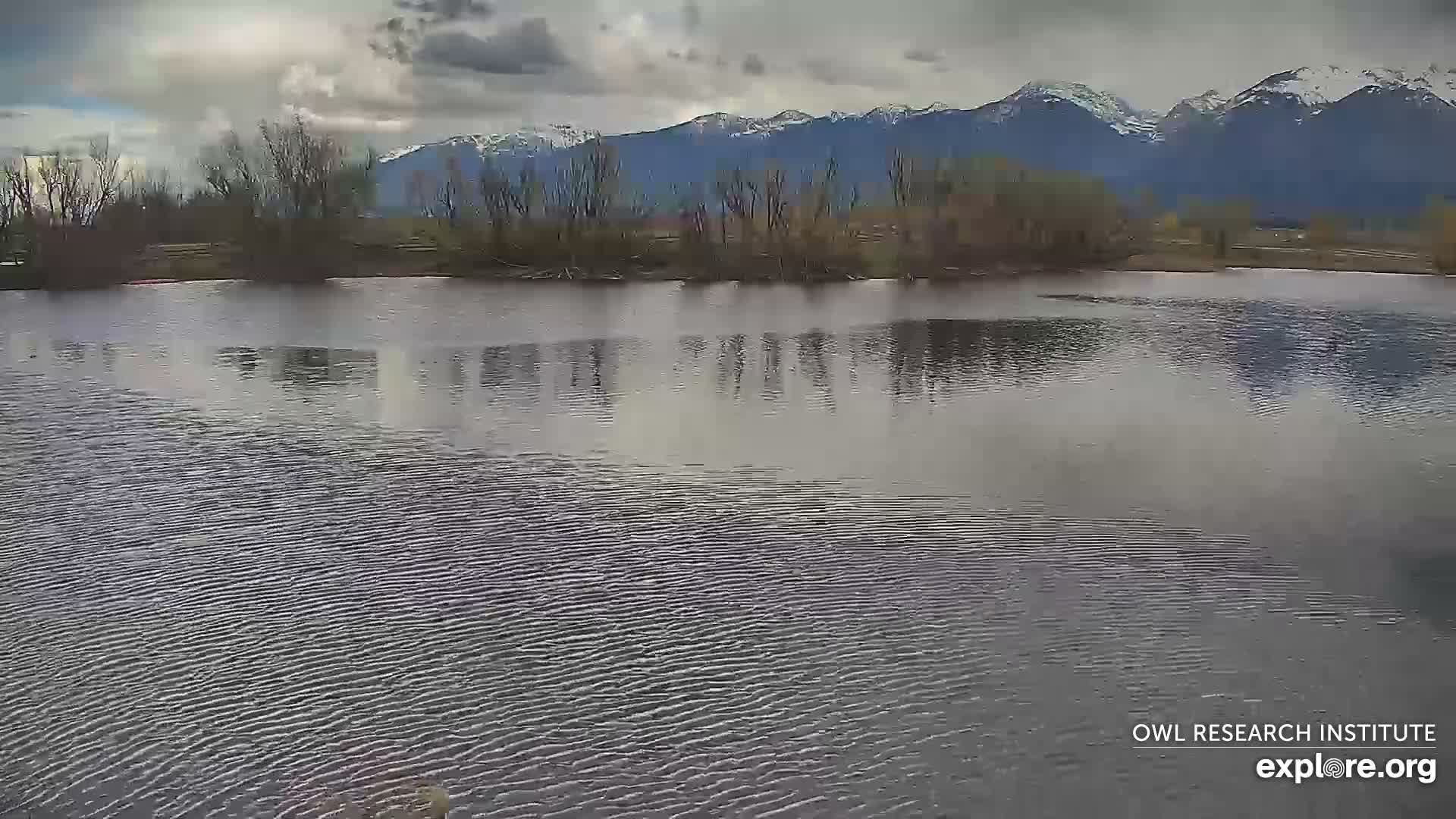 Mission Mountain Range & Mt Calowahcan View from Ninepipe Lodge Wildlife Refuge Live Cam - Charlo, Lake County, Montana, USA