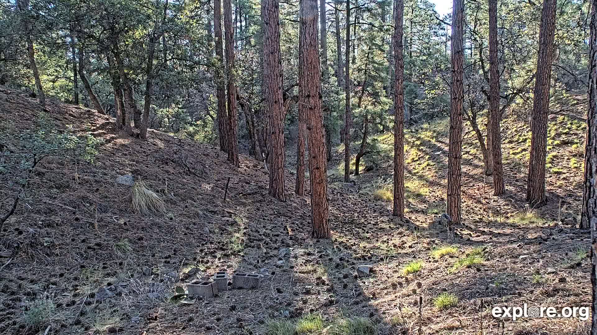 A sunny forest floor strewn with pine needles and a few concrete blocks, surrounded by tall, slender pine trees and other smaller trees.