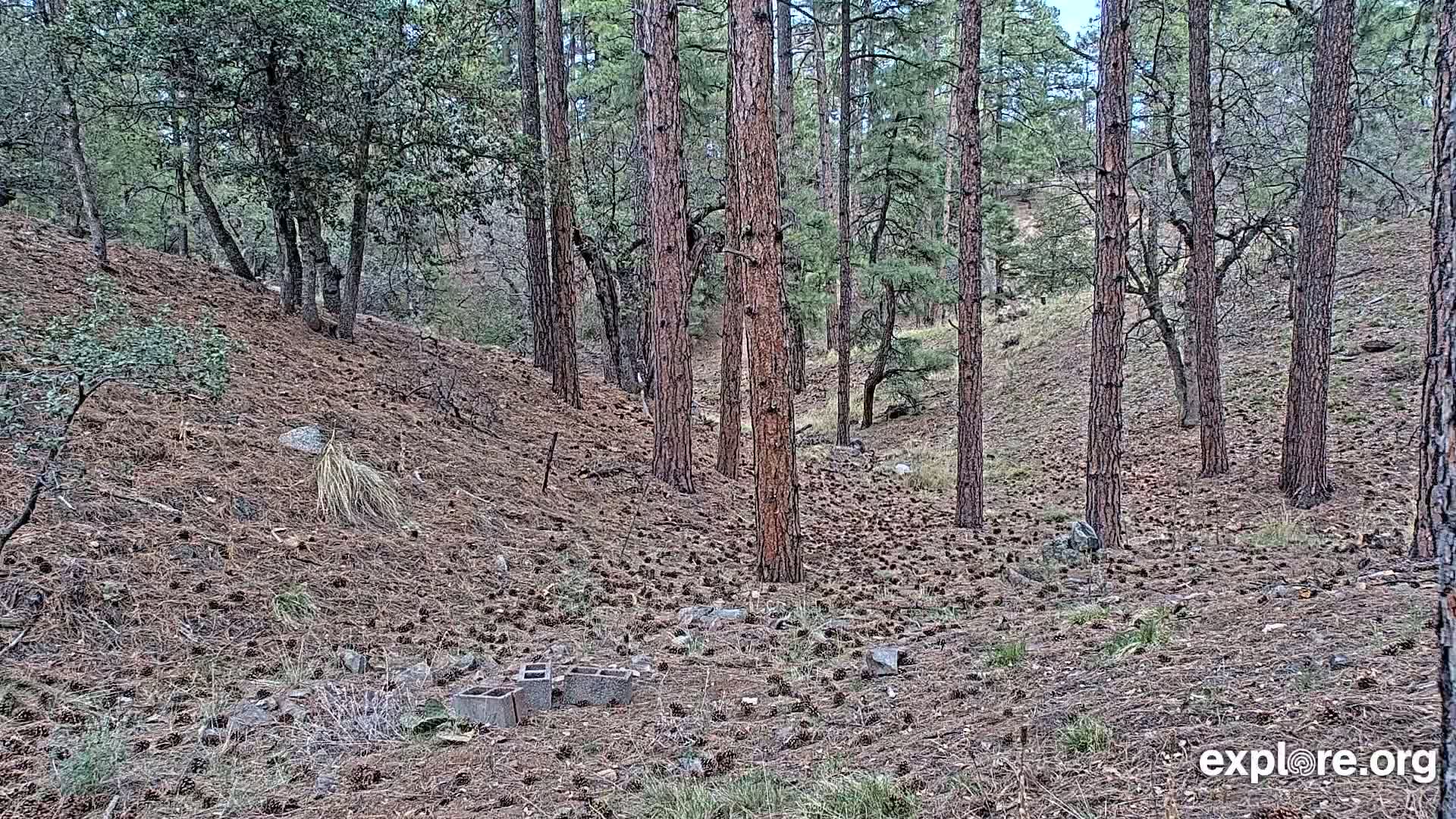 A pine forest floor covered in pine cones and a few concrete blocks, under a mostly cloudy sky.