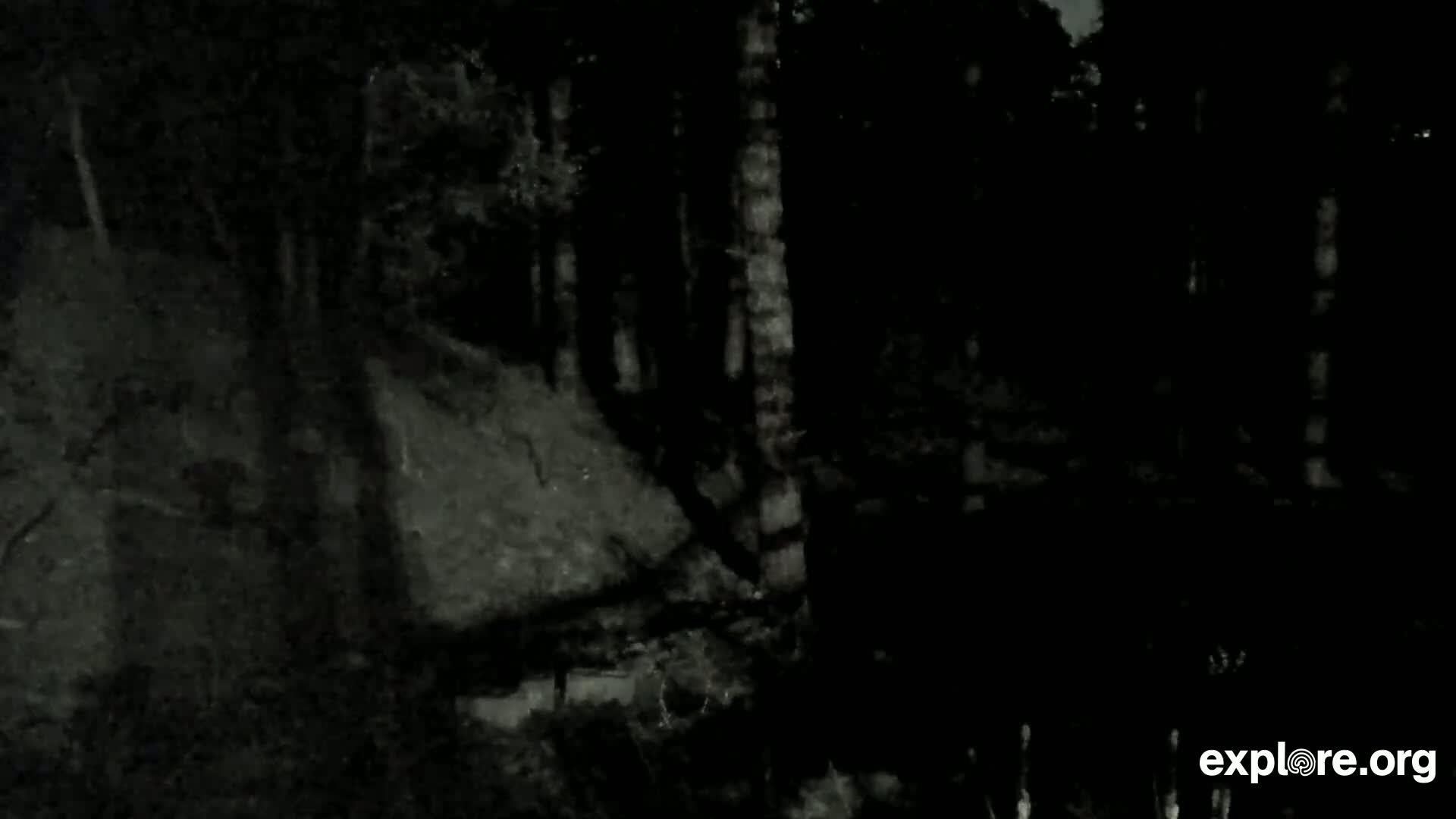 A dark, nighttime scene shows a shadowy forest with indistinct trees and a rocky area.