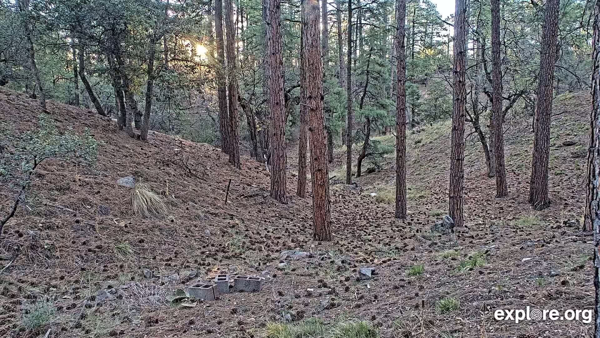 Sunlight filters through a pine forest covering a hillside strewn with pine cones, and a few cinder blocks are scattered on the ground.