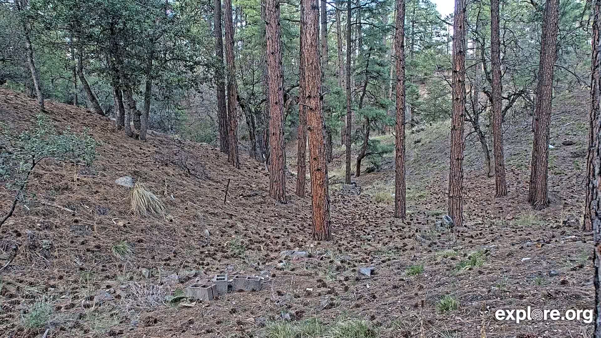 A pine forest floor covered in pine cones and a few cinder blocks under a partly cloudy sky.