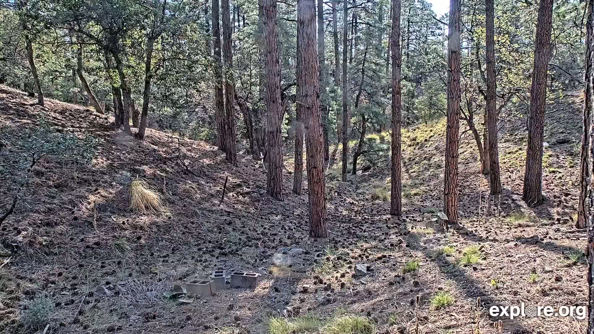 A sunny forest floor, covered in pine needles and cones, is sparsely populated with tall, slender pine trees and a few scattered bushes.