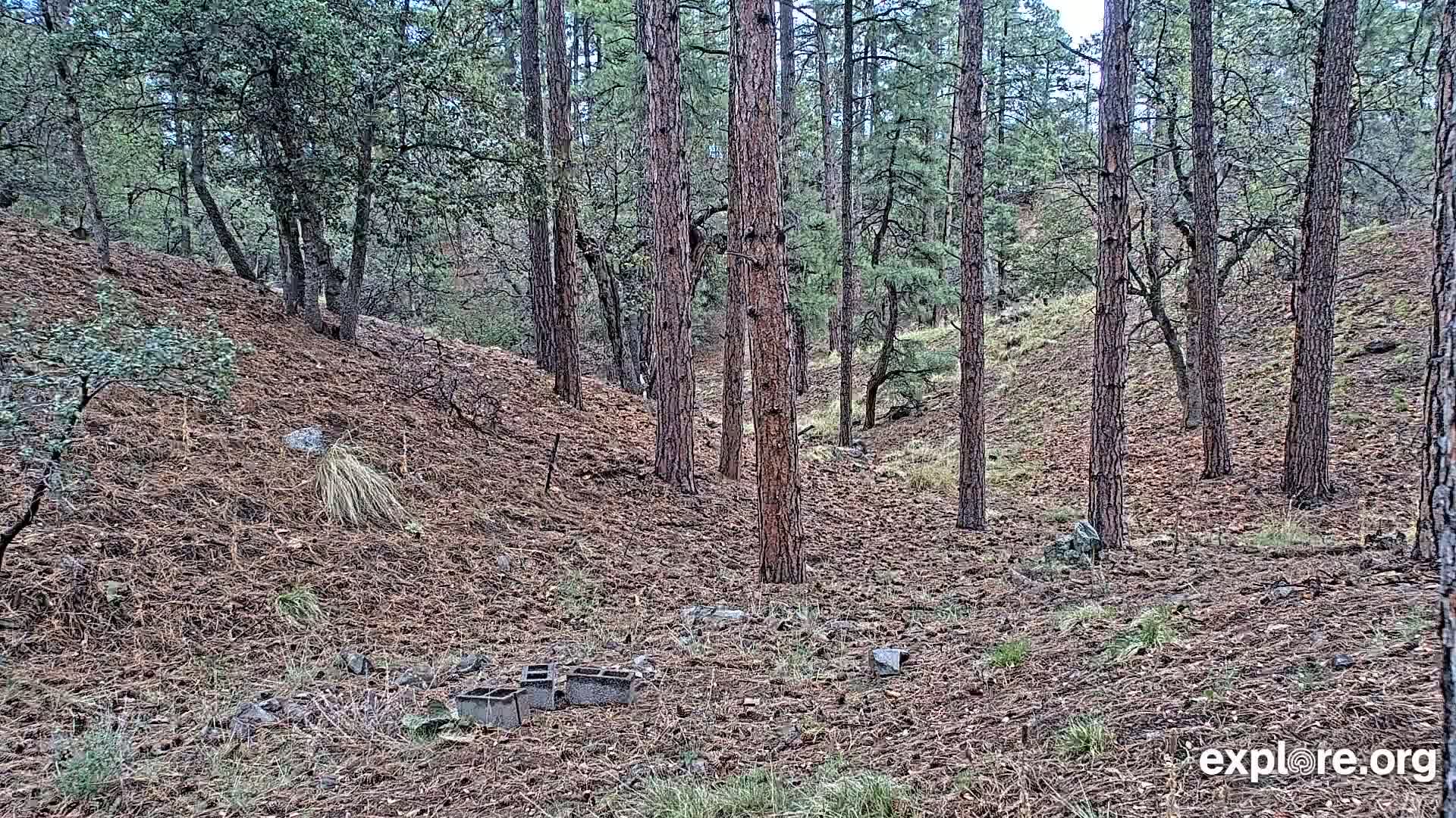 Williams, Bearizona Wildlife Park Live Cam - Williams, Coconino, Arizona, USA