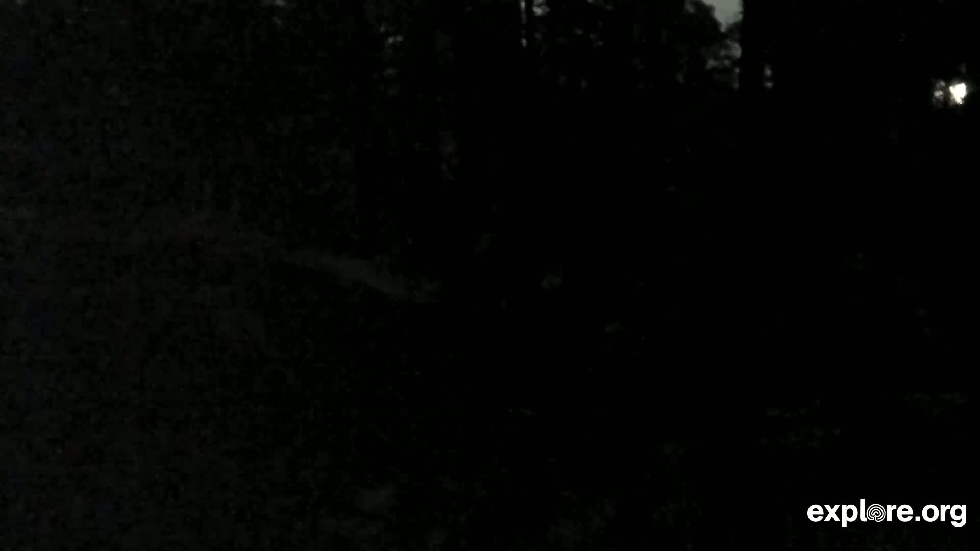 A dark, moonlit forest is visible at night.