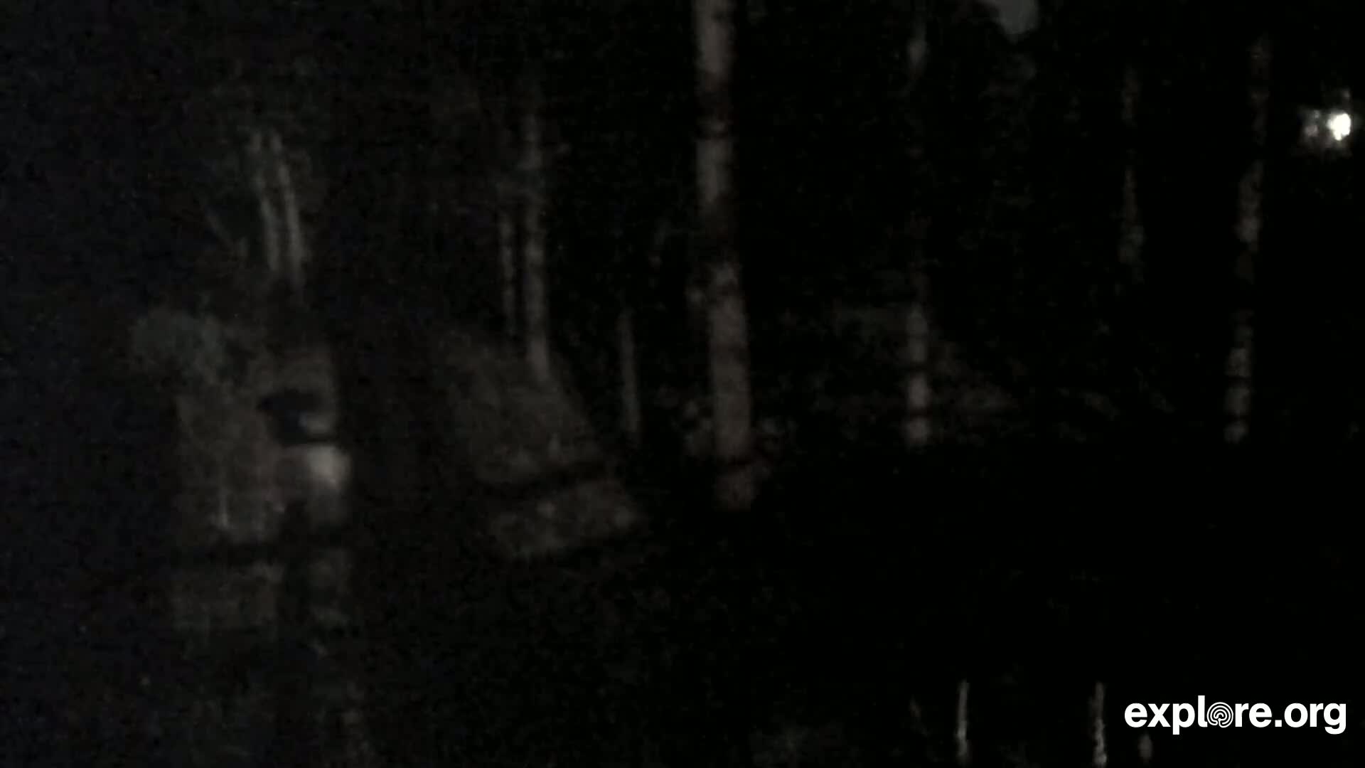 A dark, nighttime scene shows indistinct shapes of trees and a possibly man-made structure in a dimly lit forest.