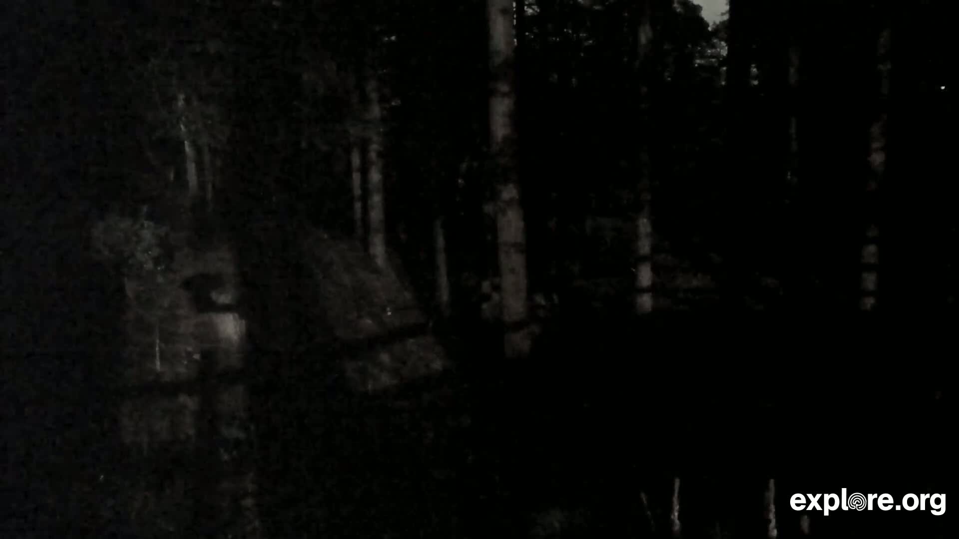 A dark, nighttime view shows a dimly lit forest with tall trees.
