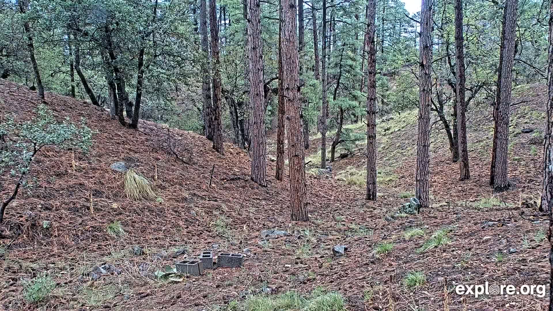 A forest floor covered in pine needles and small plants, with several tall pine trees and a few scattered cinder blocks, under an overcast sky.