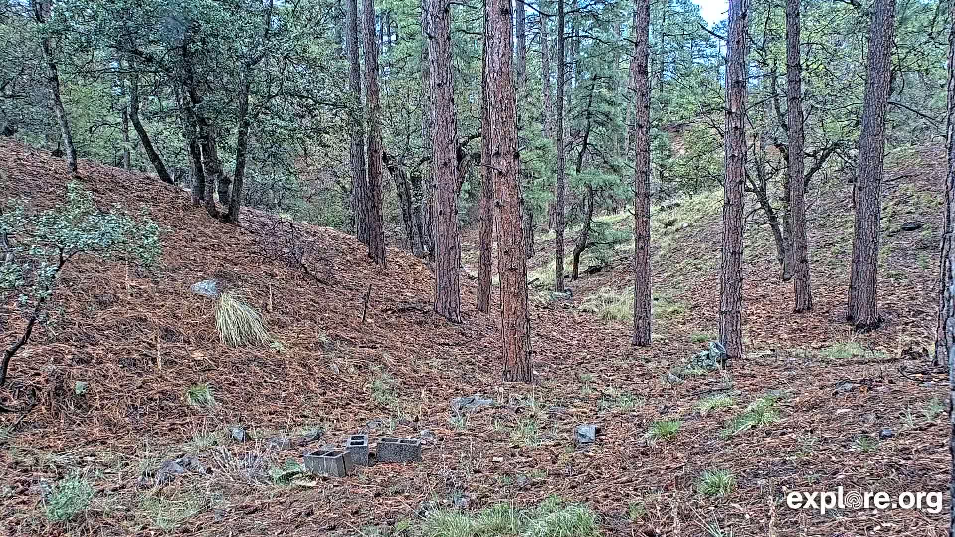 A forest floor covered in pine needles shows several tall pine trees, some smaller trees and shrubs, and a few scattered concrete blocks.