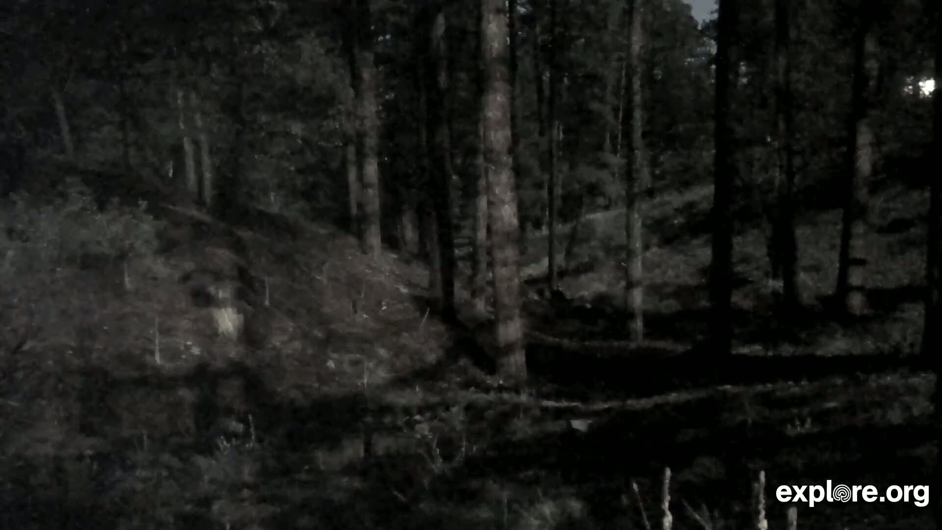 A dark, nighttime scene shows a dense forest with tall, slender trees on a sloped, earthy terrain.