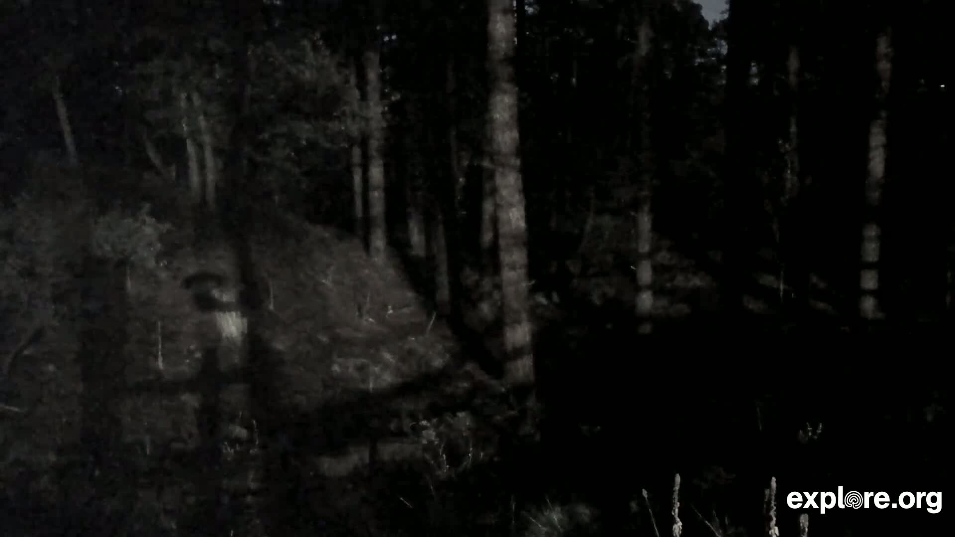 A dark, nighttime forest scene shows tall, slender trees and a dirt embankment.