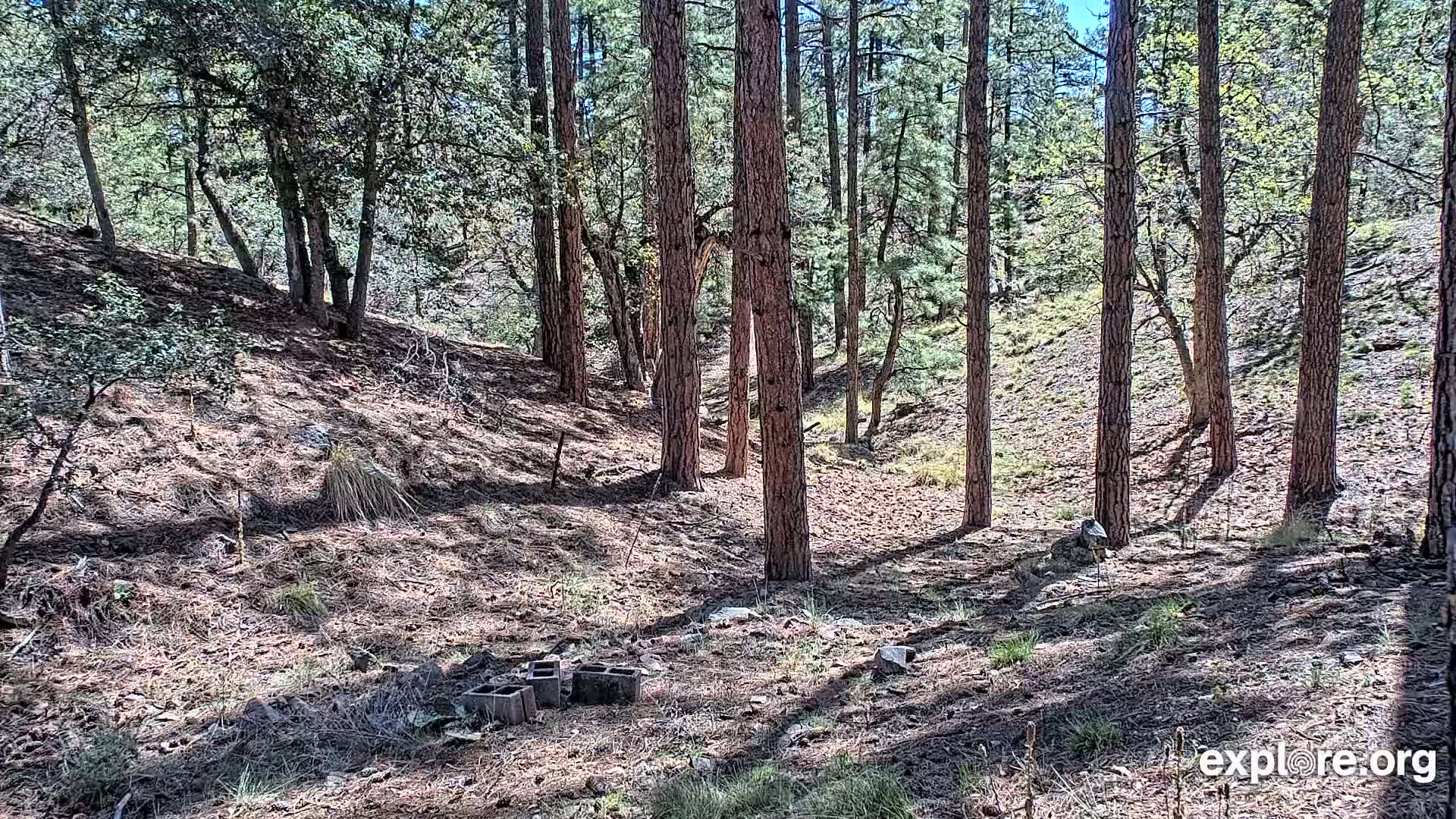 A sunny day in a pine forest with a dirt ground shows several scattered cinder blocks on a hillside.
