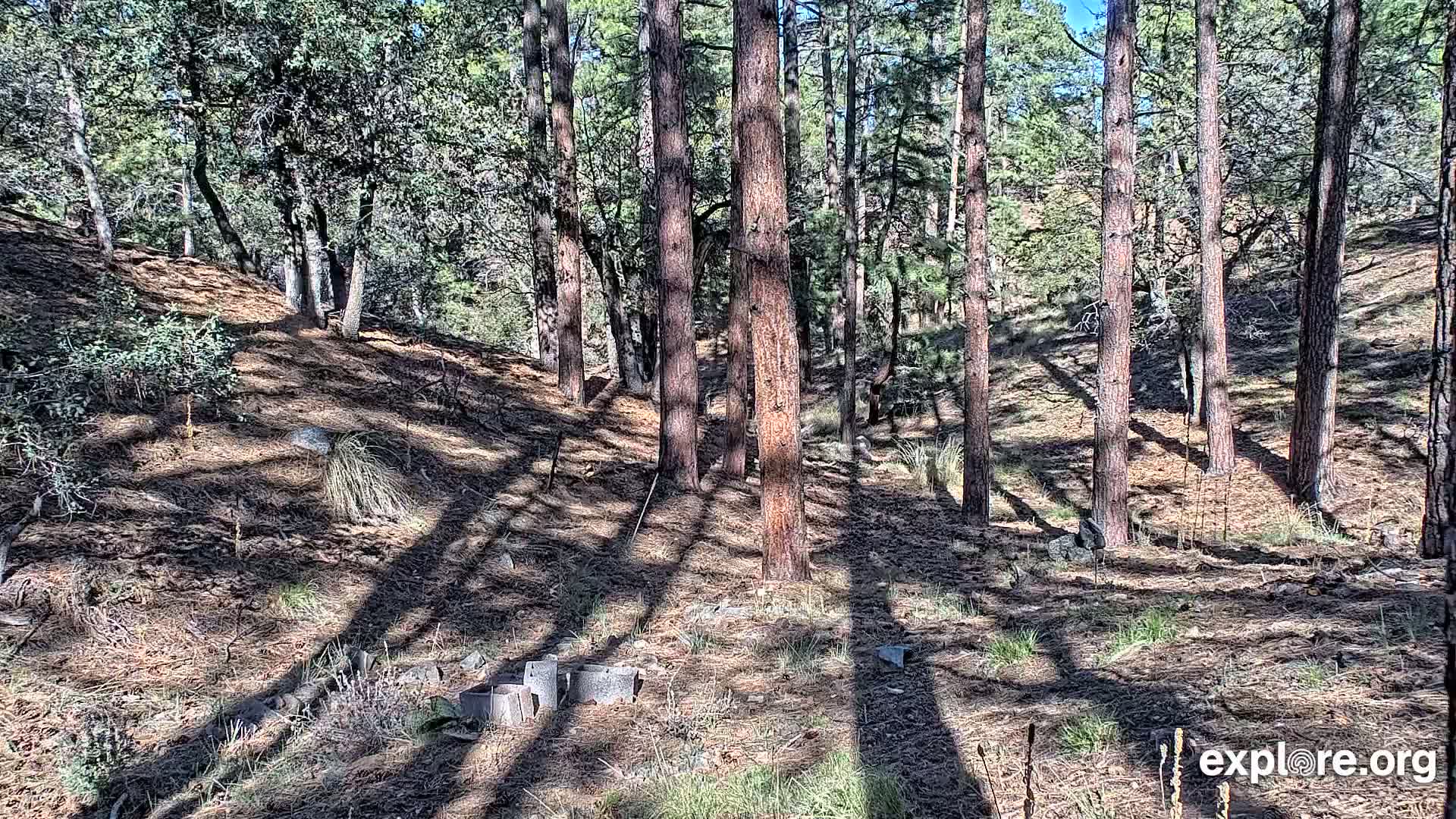 Sunlight dapples the forest floor of a pine and oak woodland, casting long shadows across the dry, needle-covered ground.
