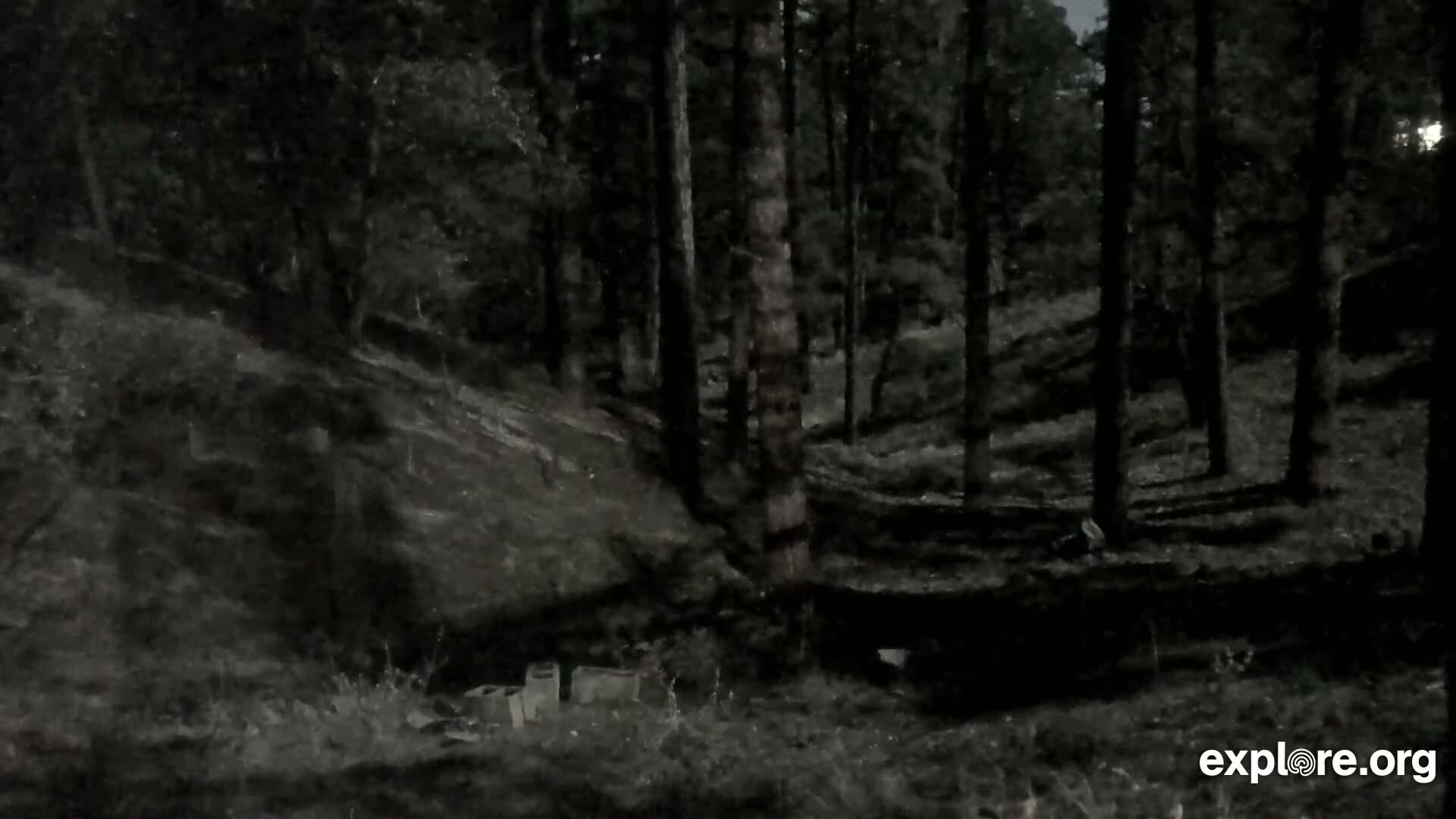 A dark, shadowy forest scene at night shows a slope with several trees and some debris on the ground.