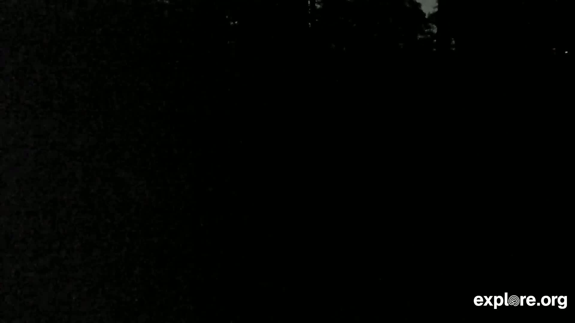 A very dark, nighttime image shows a mostly black scene with indistinct dark shapes suggestive of trees in the upper portion of the frame.