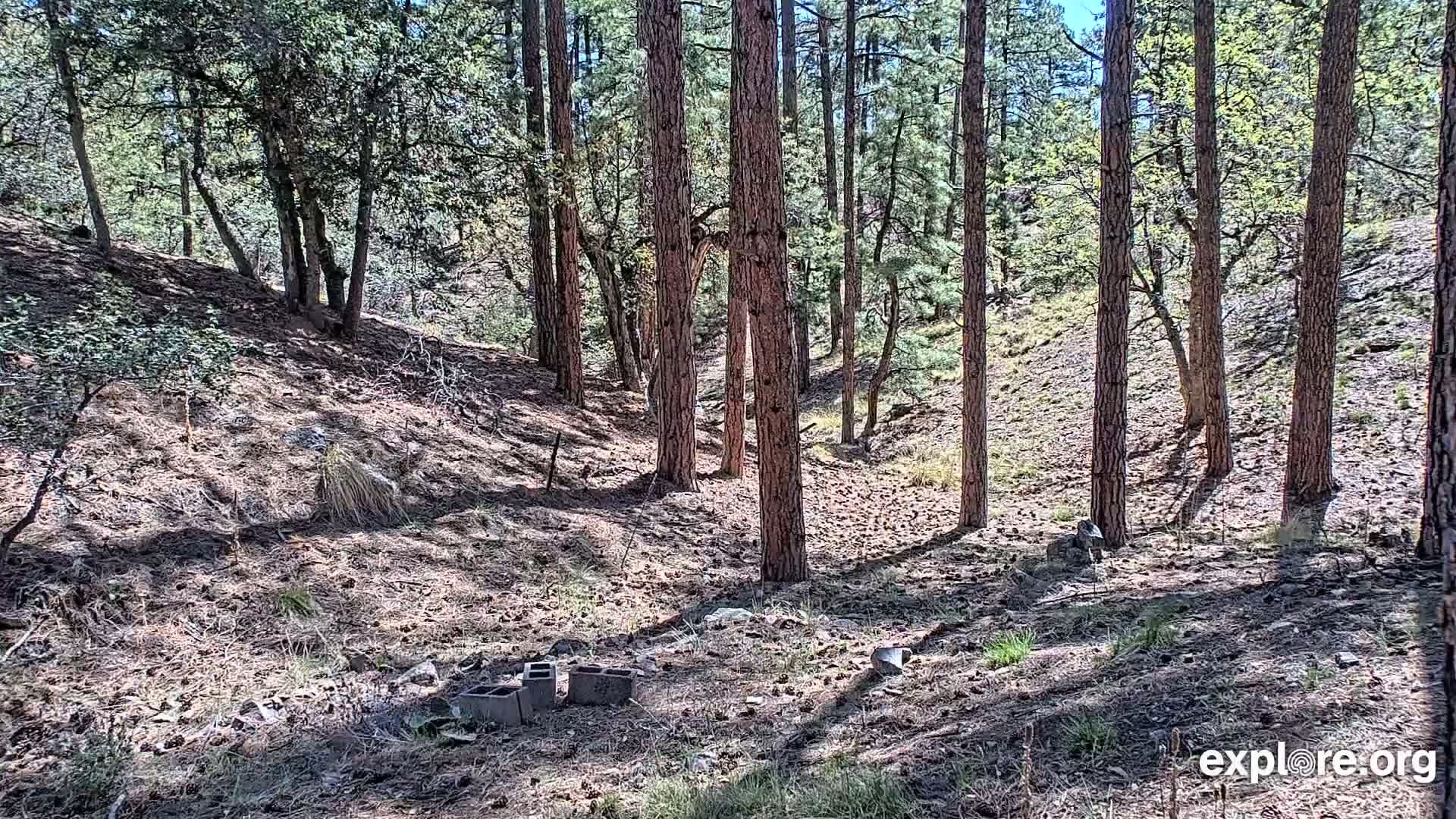 A sunny day in a pine forest shows a gently sloping, sparsely vegetated area with several tall pine trees and a few cinder blocks on the ground.