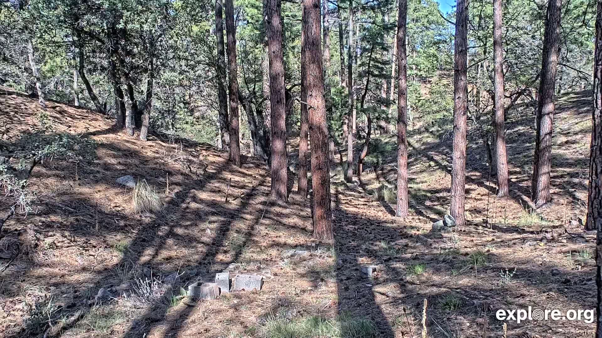 Sunlight streams through a pine forest onto a dry, needle-covered forest floor, casting long shadows.