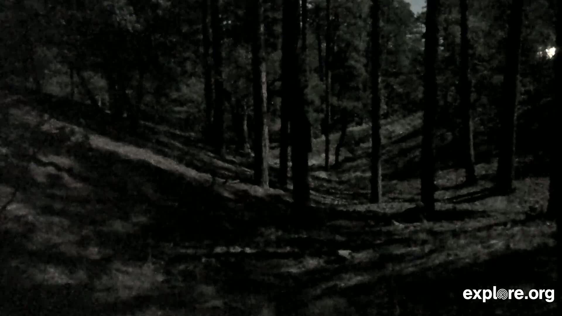 A dark forest floor slopes downward into a dense stand of trees under a night sky.