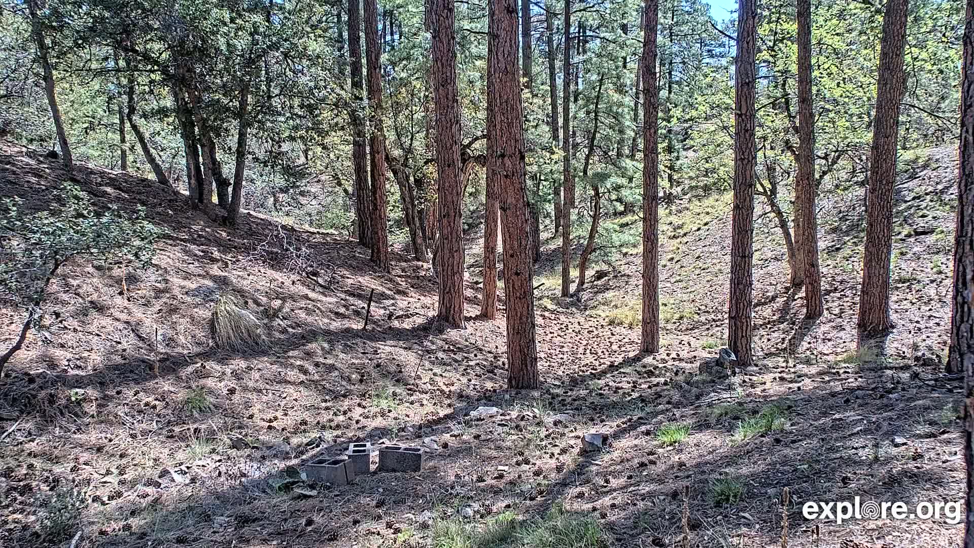 A sunny woodland scene shows a grove of tall, slender pine trees on a sparsely vegetated hillside scattered with pine cones and a few concrete blocks.