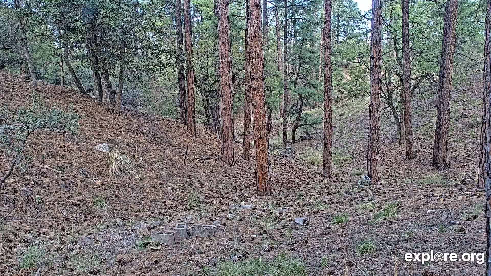 A pine forest floor covered in pine cones and a few cinder blocks, under a mostly clear sky.
