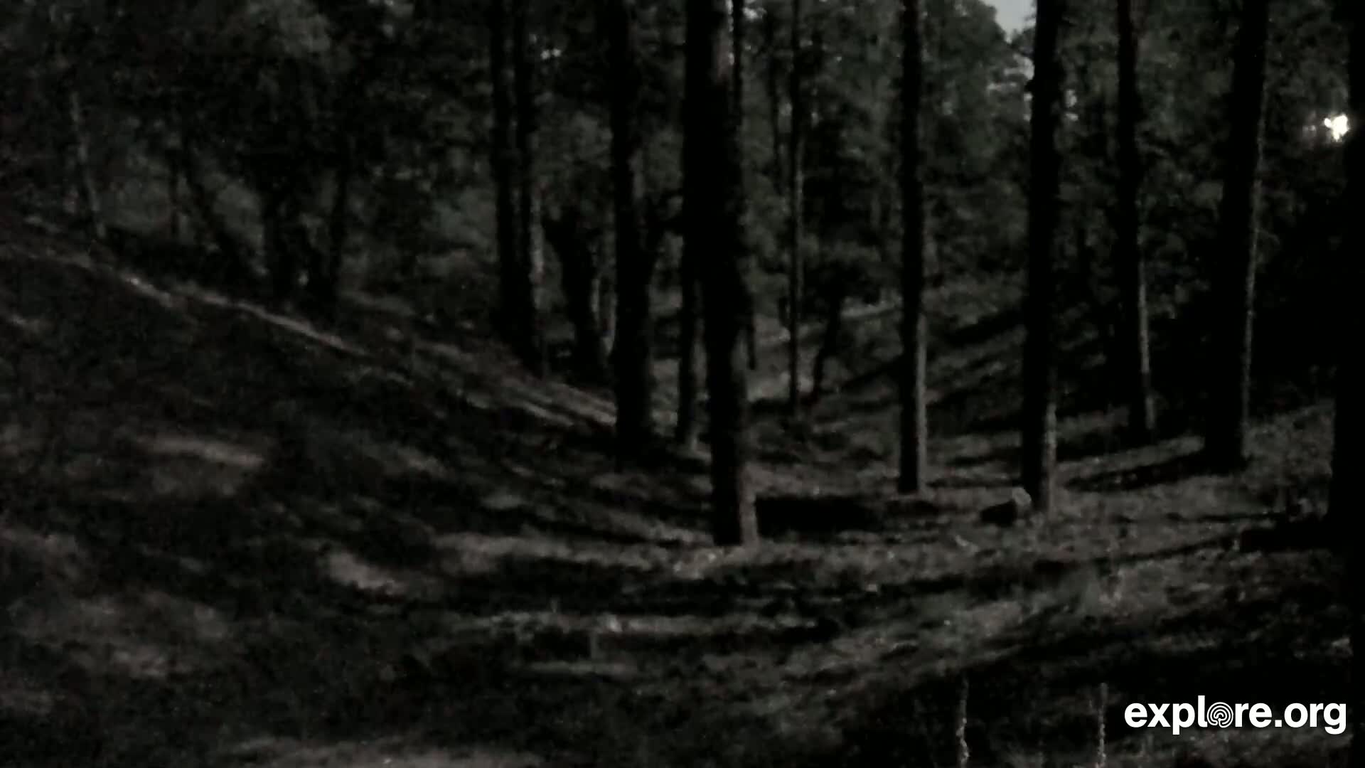 A dark, shadowy forest at night shows a sloped, tree-covered hill leading down into a shadowy valley.