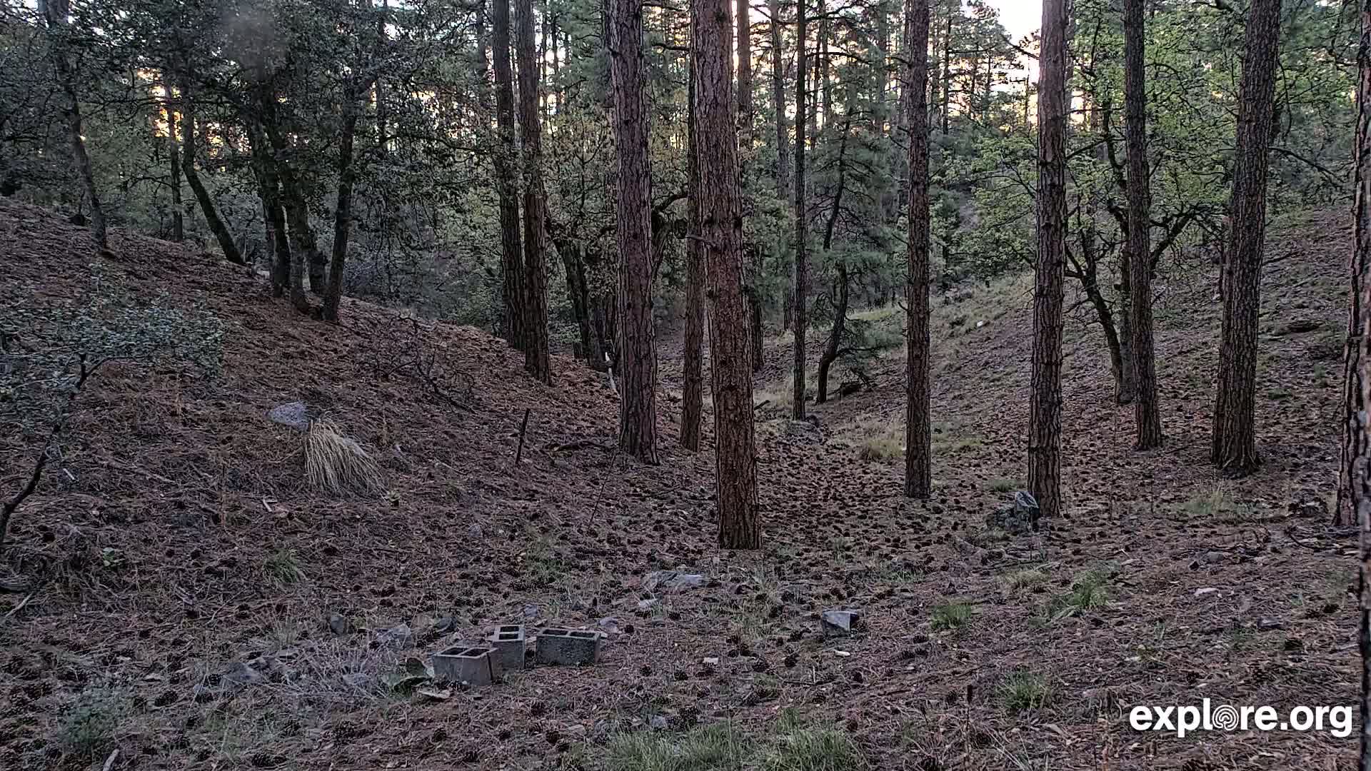 A pine forest floor, covered in pine cones, with several tall pine trees and some low-lying shrubs, under a partly cloudy sky.