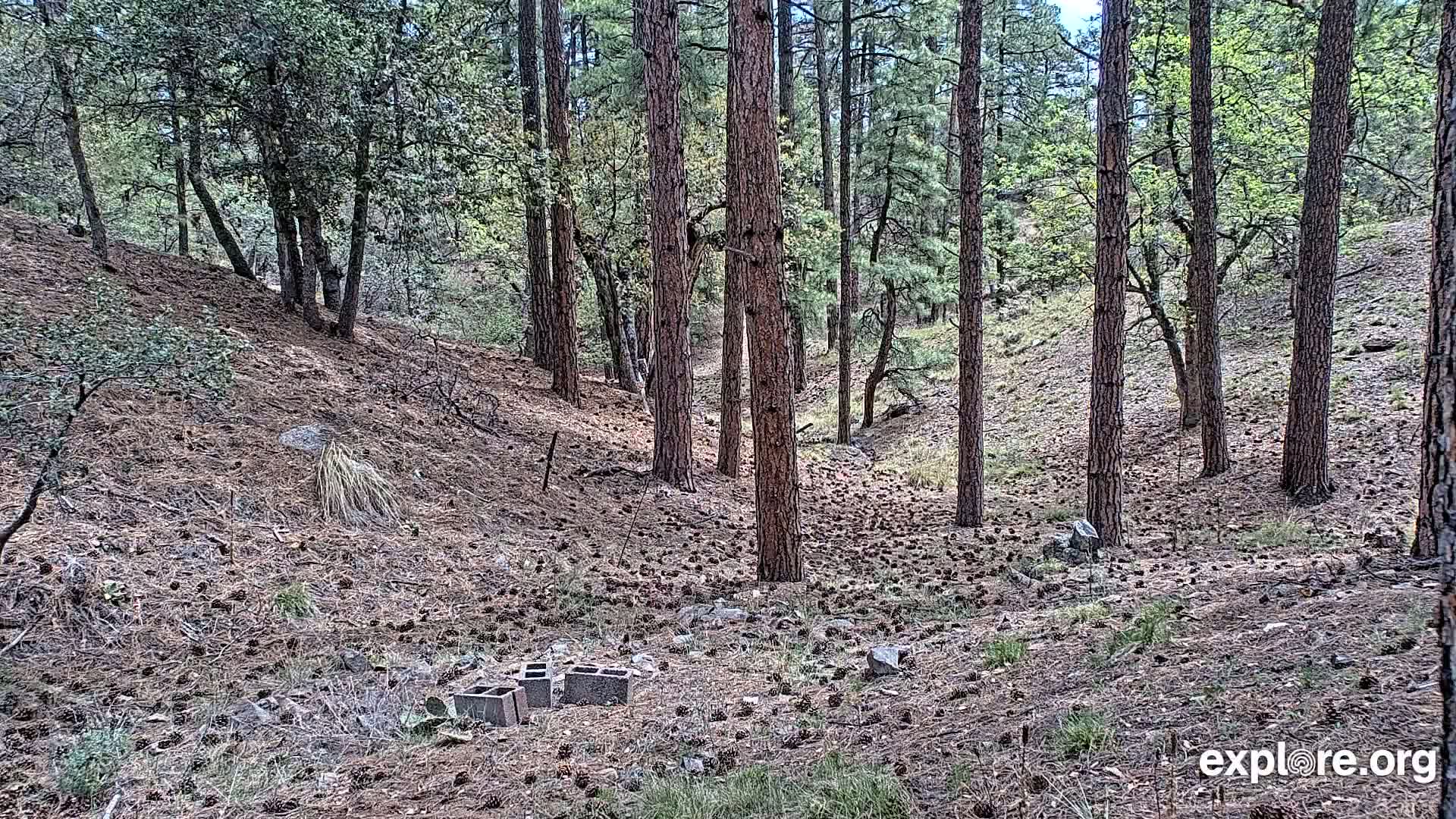 A forest floor covered in pine needles and cones, with several tall pine trees and a few scattered cinder blocks, under a partly cloudy sky.