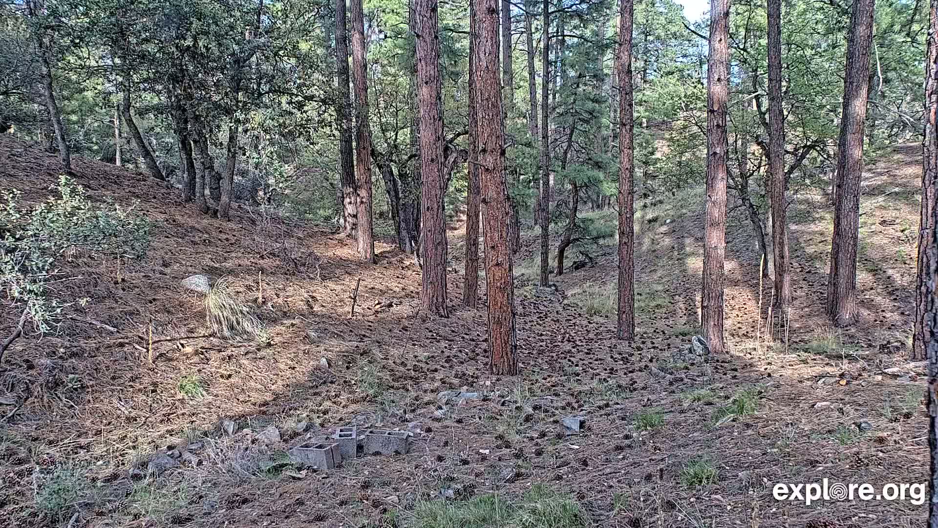 A sunny forest floor strewn with pine cones and a few discarded cinder blocks is surrounded by tall pine trees and low brush on a hillside.