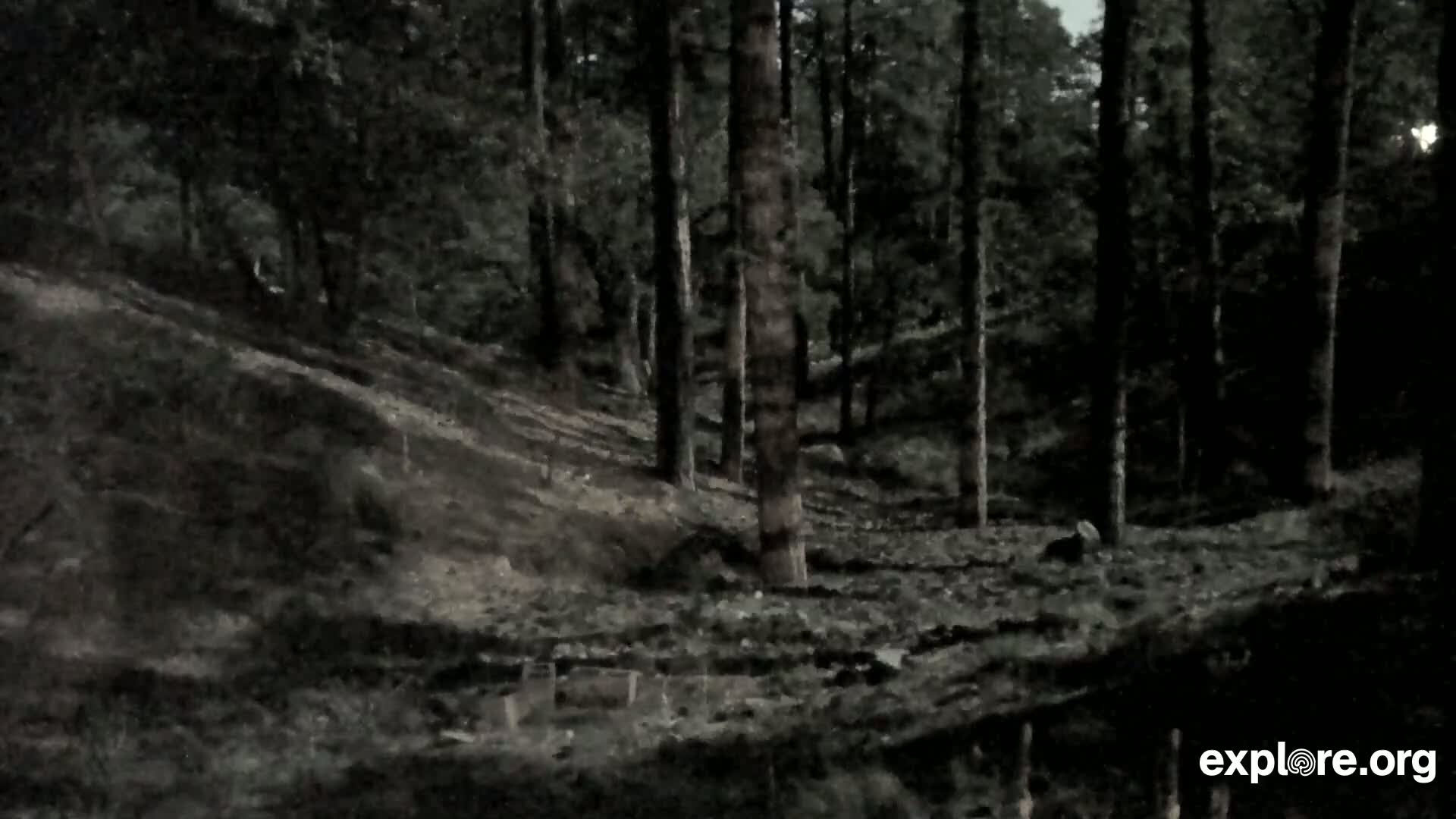 A dark, wooded hillside slopes downward, with tall trees and shadows under a dimly lit sky.