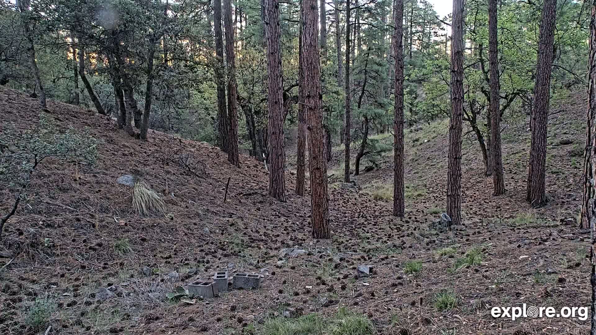 A pine forest floor covered in pine cones and a few discarded cinder blocks, under a mostly cloudy sky.