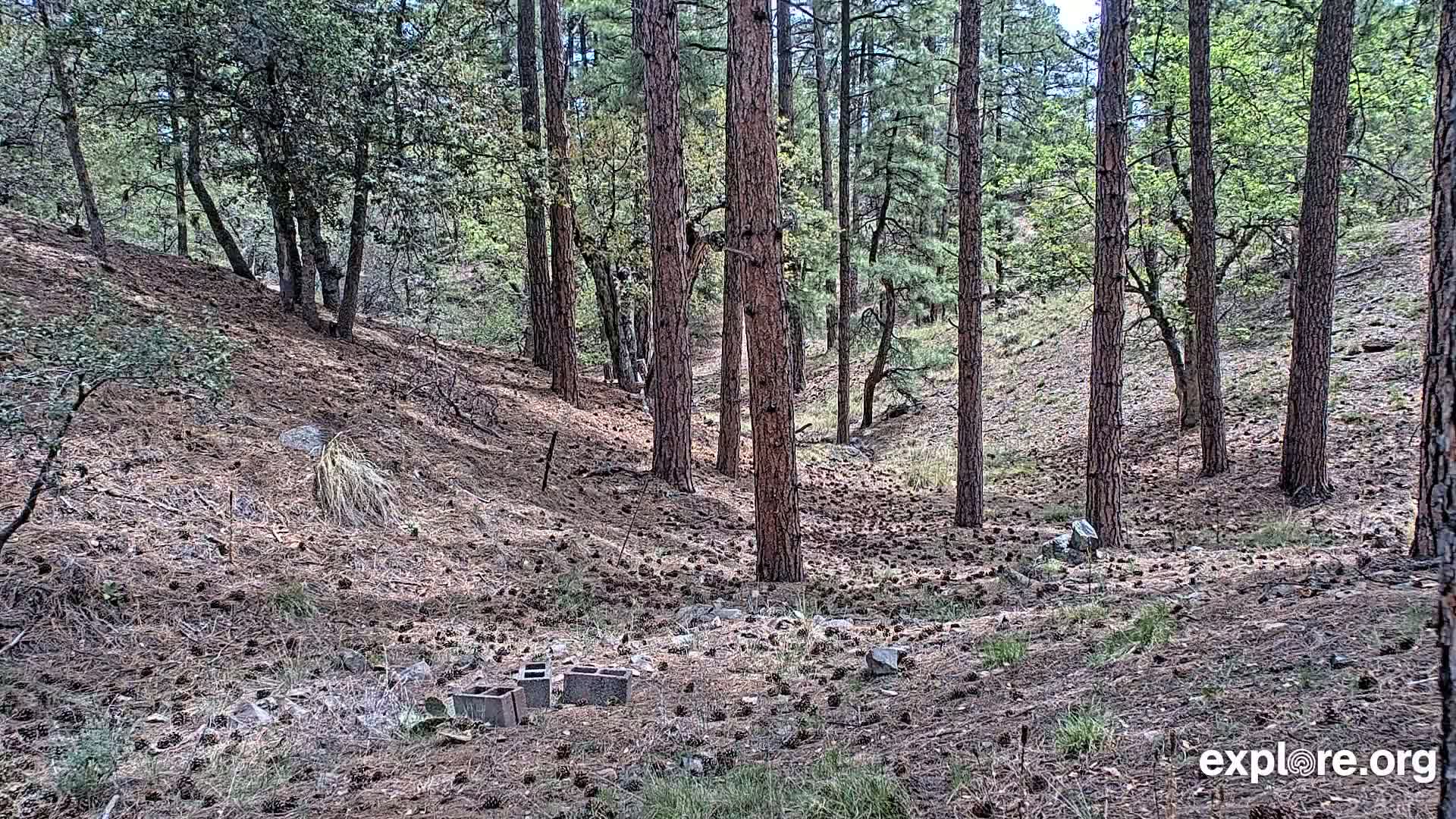 A pine forest floor, covered in pine needles and cones, with several tall pine trees and a few scattered cinder blocks.