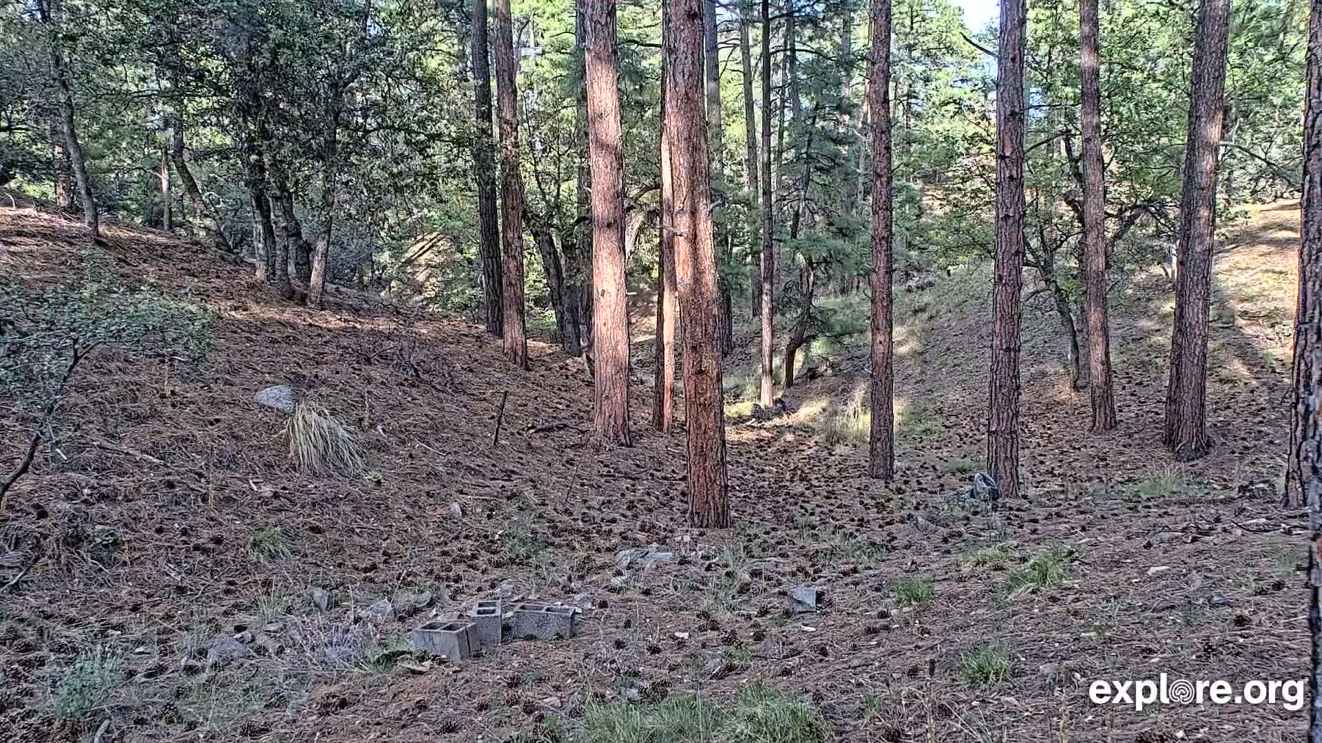 A sunny forest floor covered in pine needles and cones, with several tall pine trees and some scattered concrete blocks.