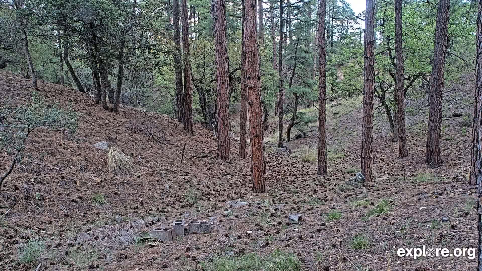A pine forest floor covered in pine cones and a few cinder blocks, under a partly cloudy sky.